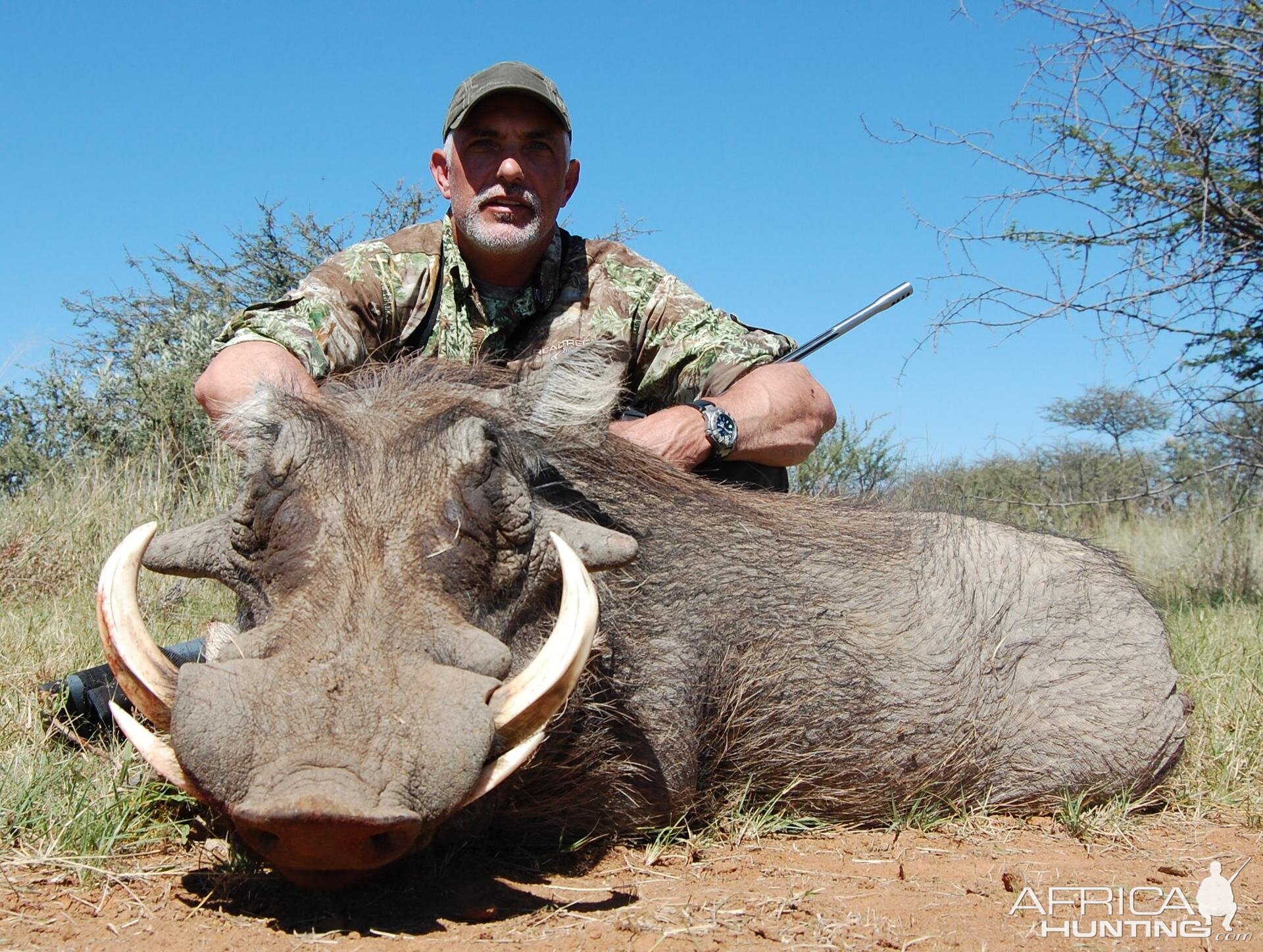 Warthog Namibia