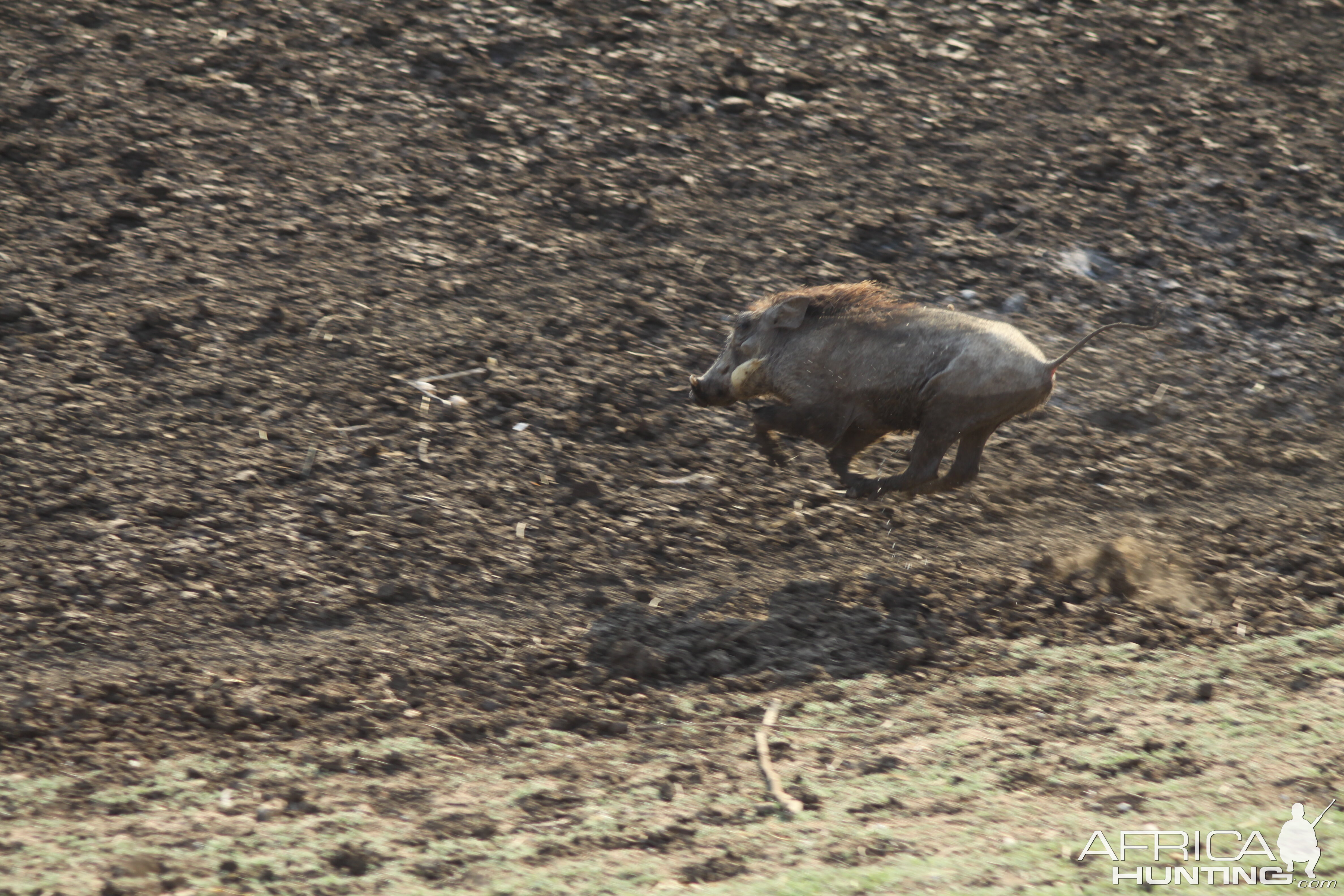 Warthog Namibia