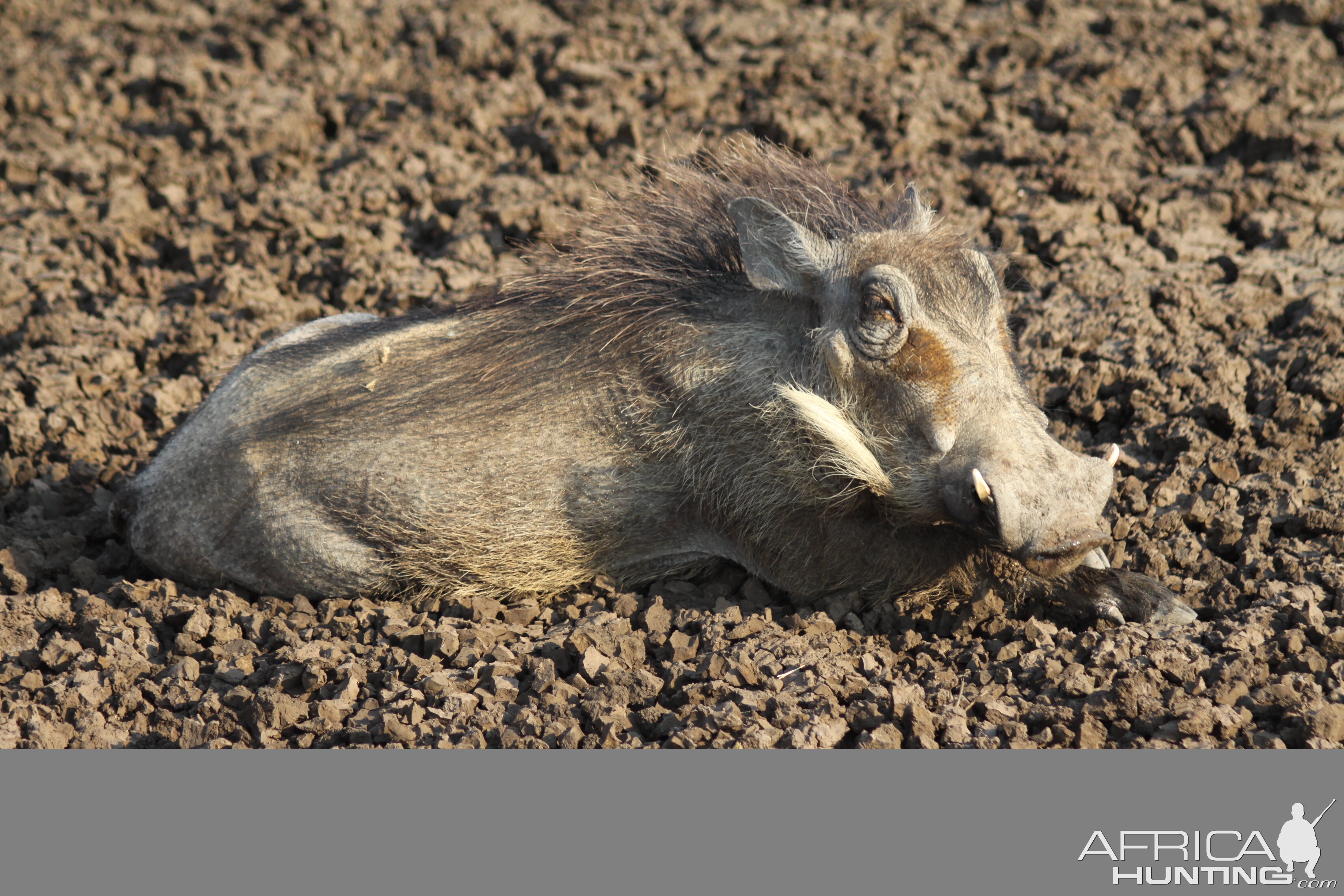 Warthog Namibia