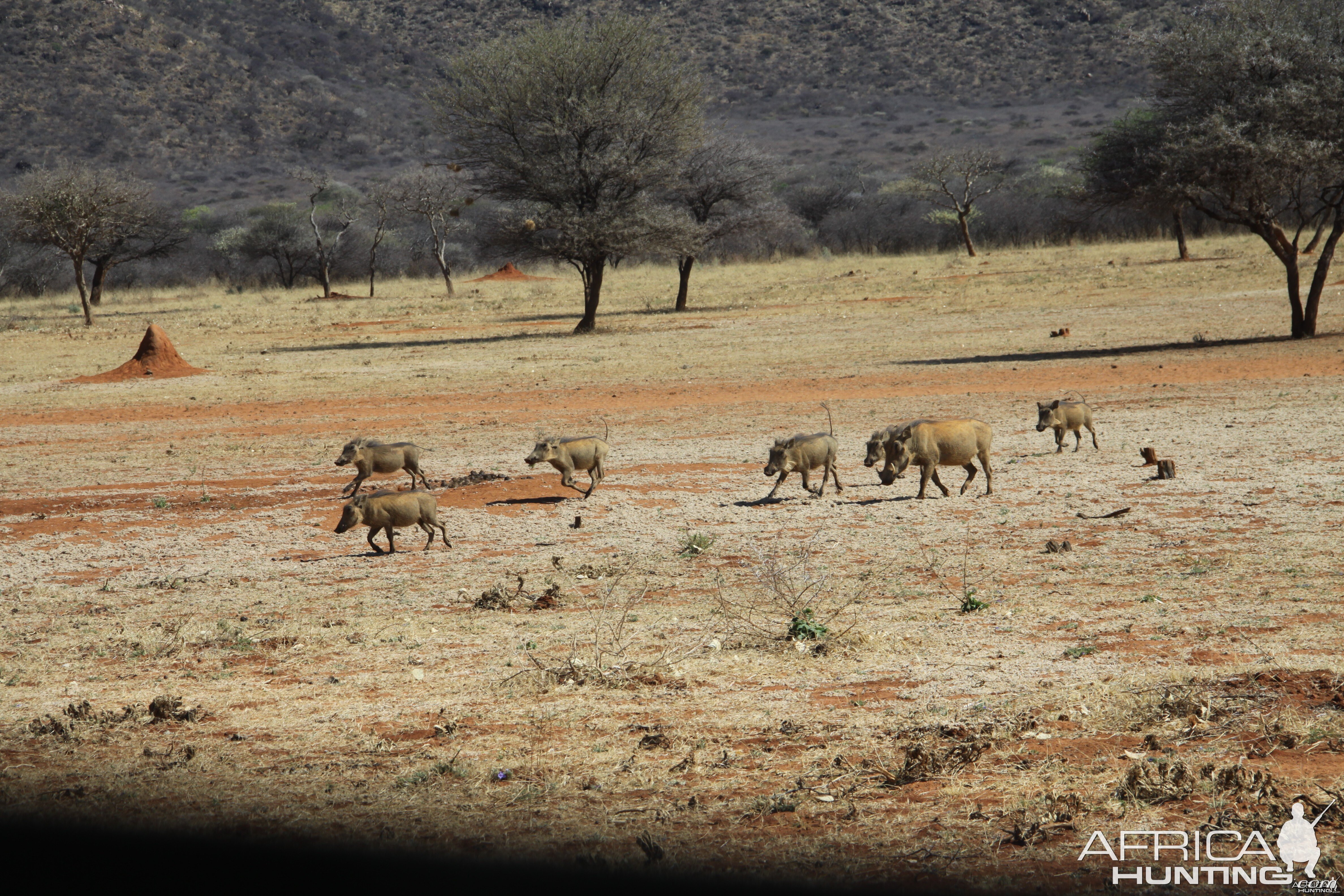 Warthog Namibia