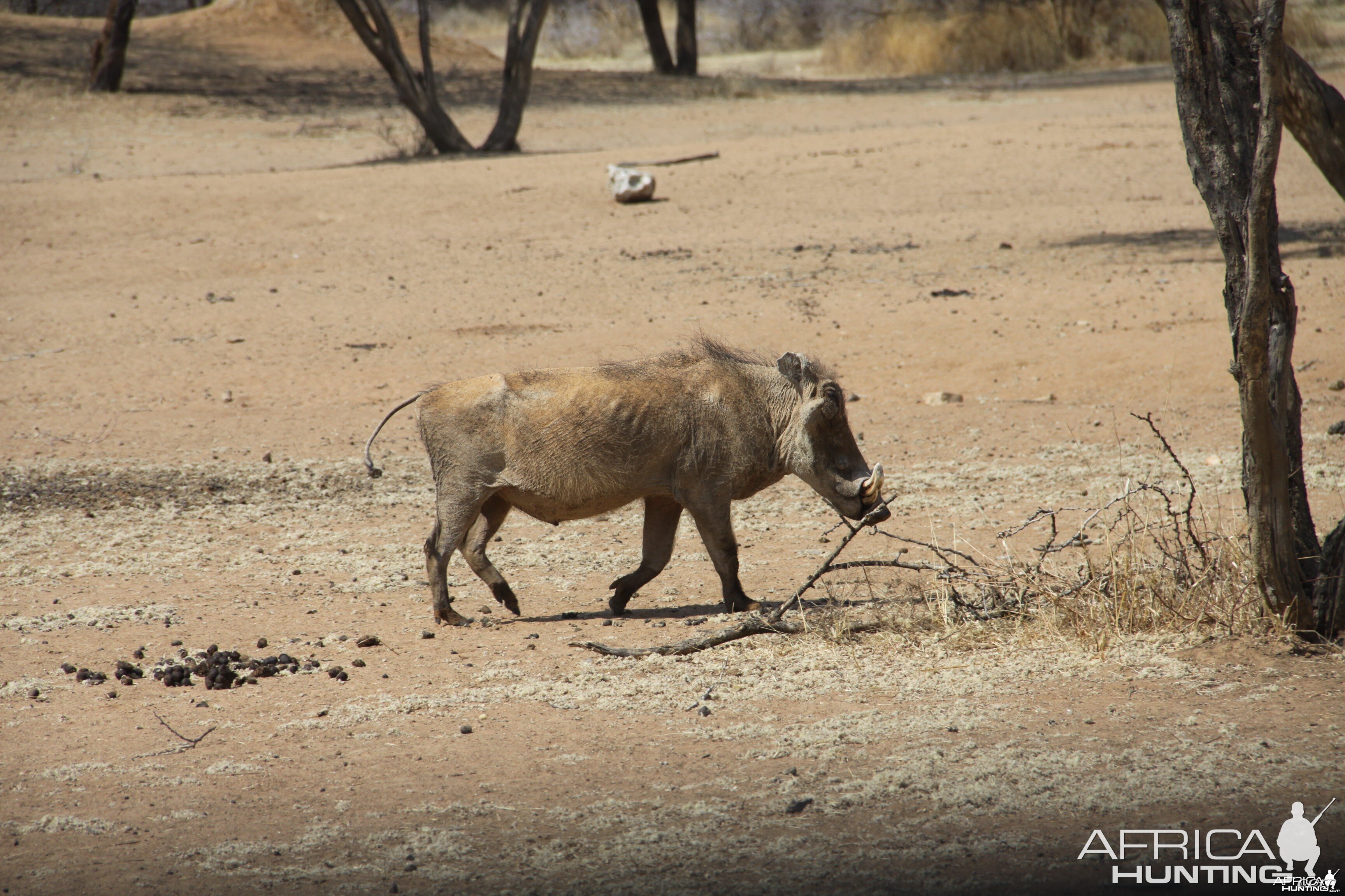 Warthog Namibia