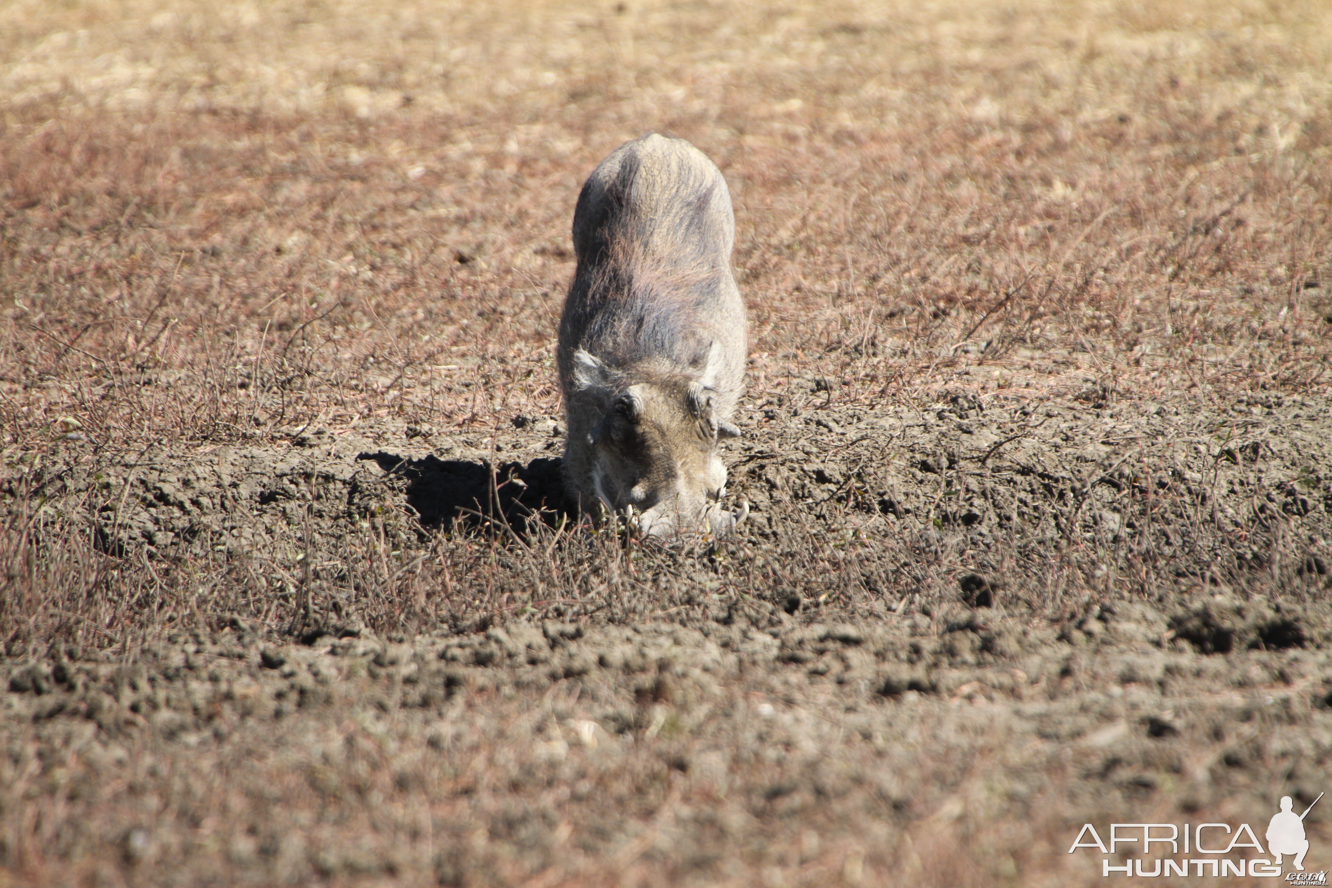 Warthog Namibia