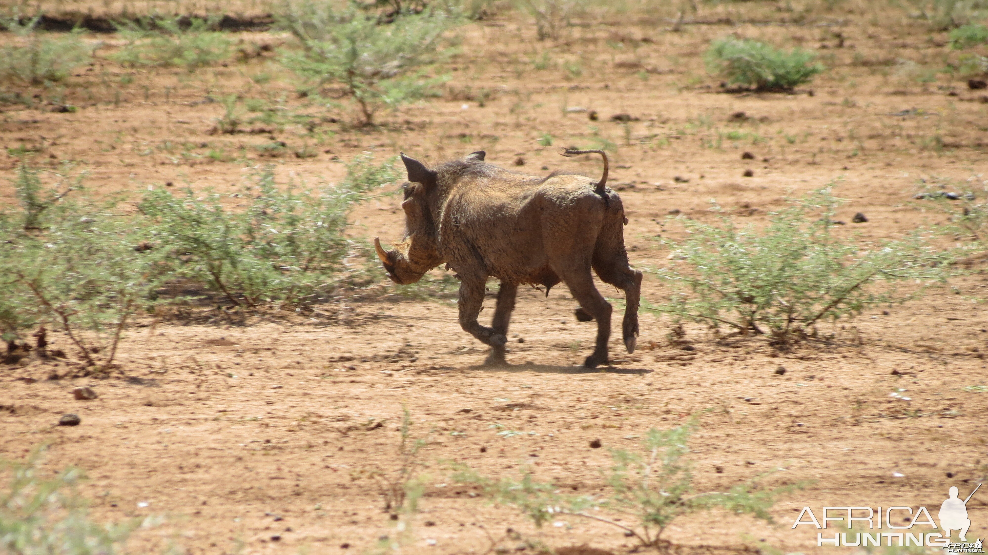 Warthog Namibia