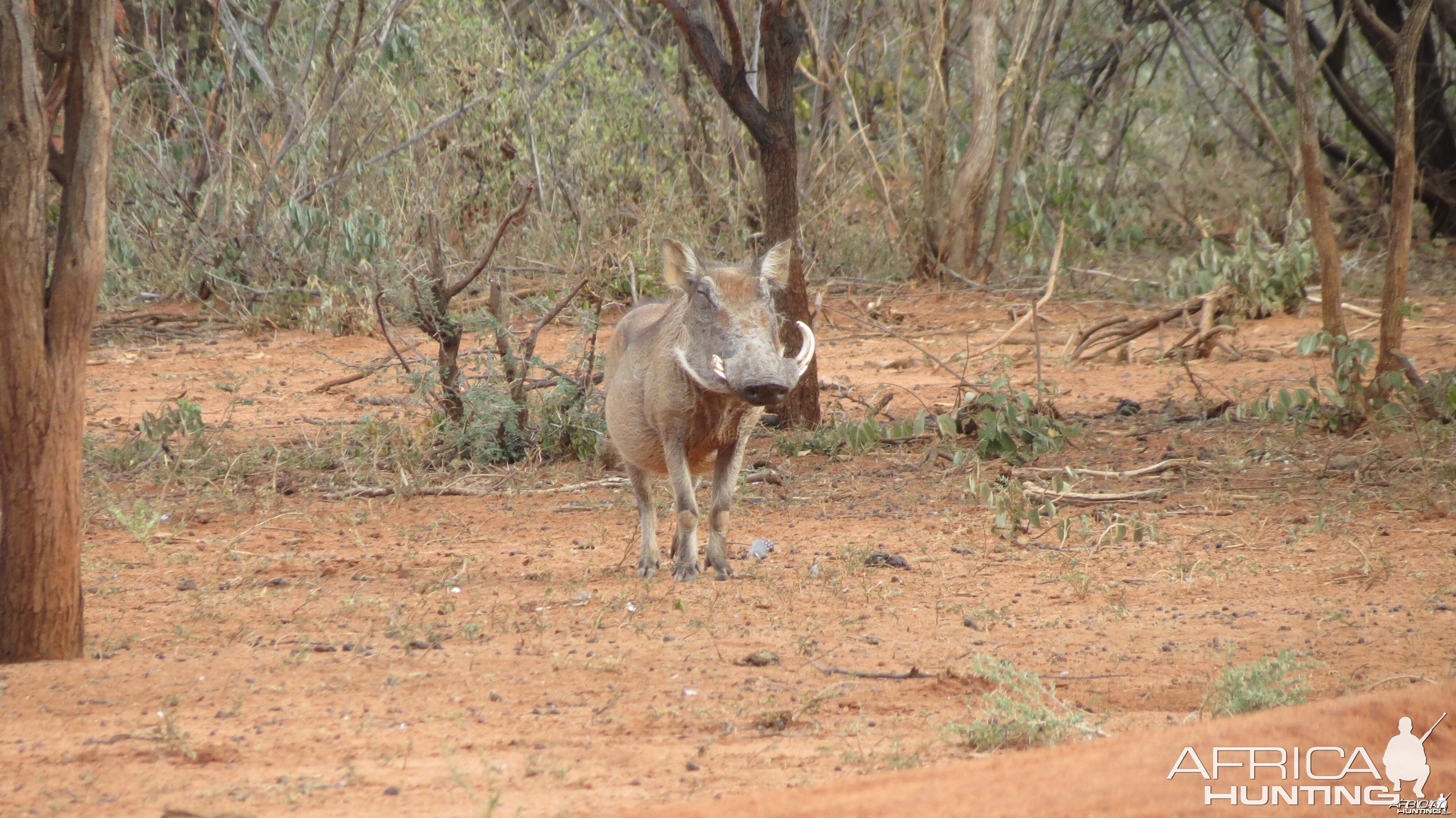 Warthog Namibia