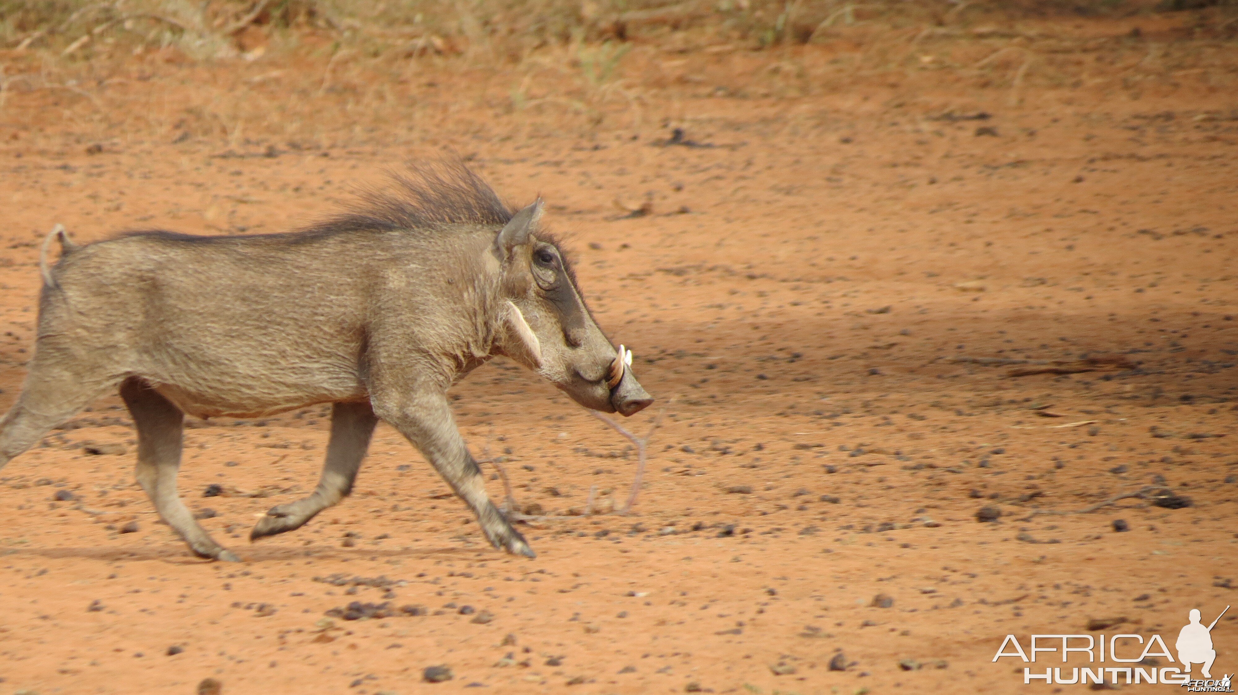 Warthog Namibia