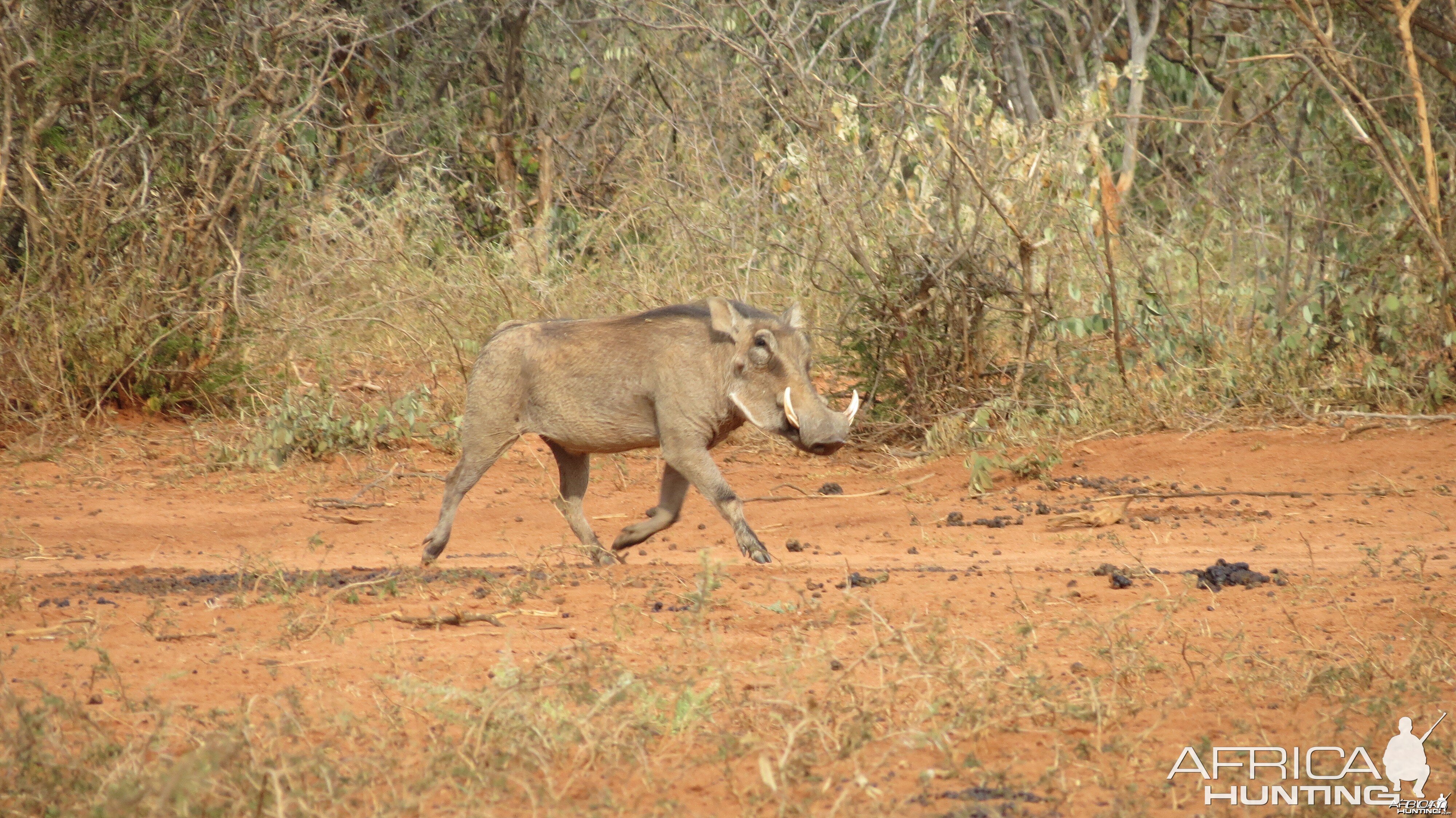 Warthog Namibia