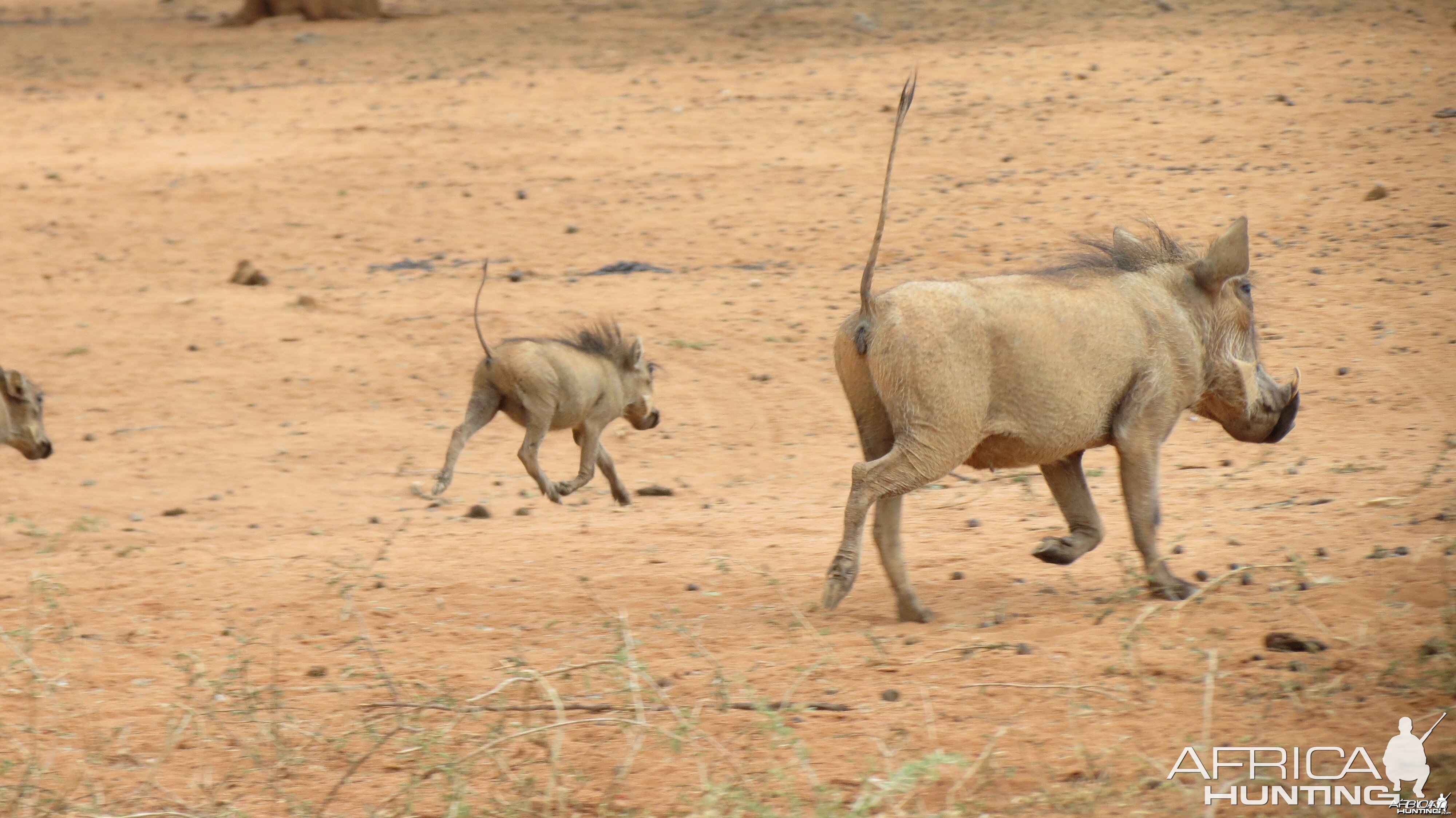 Warthog Namibia