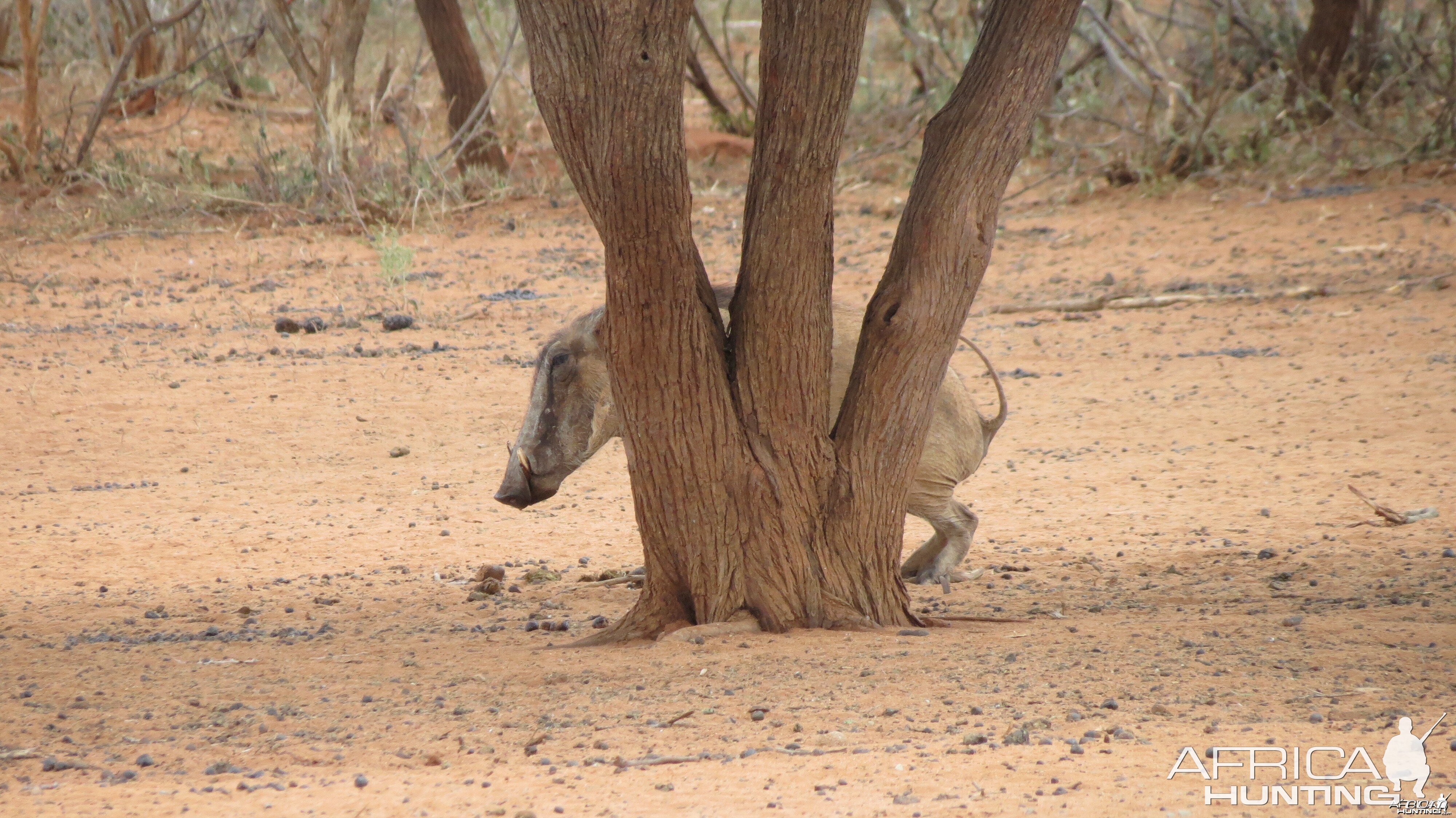 Warthog Namibia