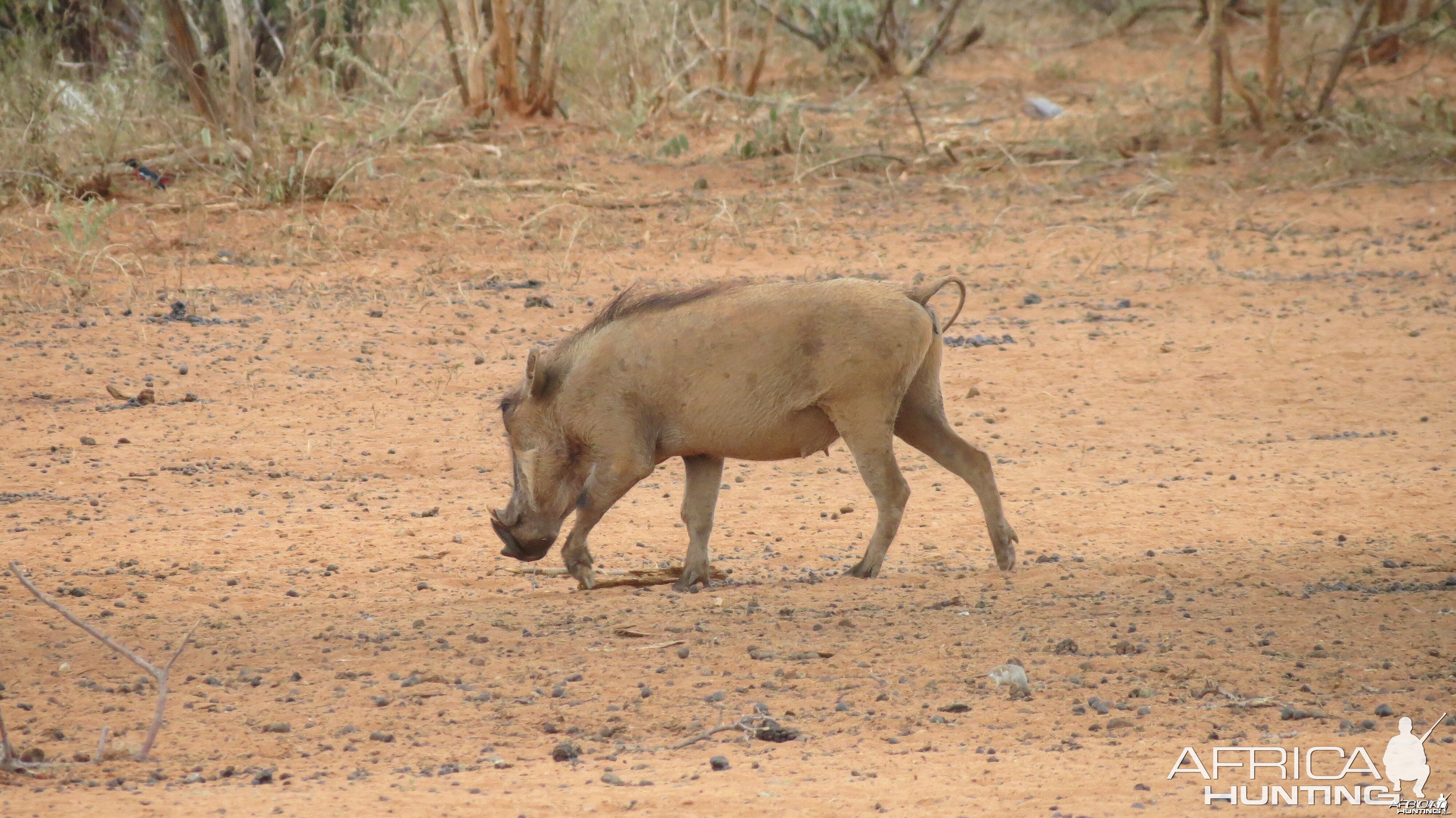 Warthog Namibia