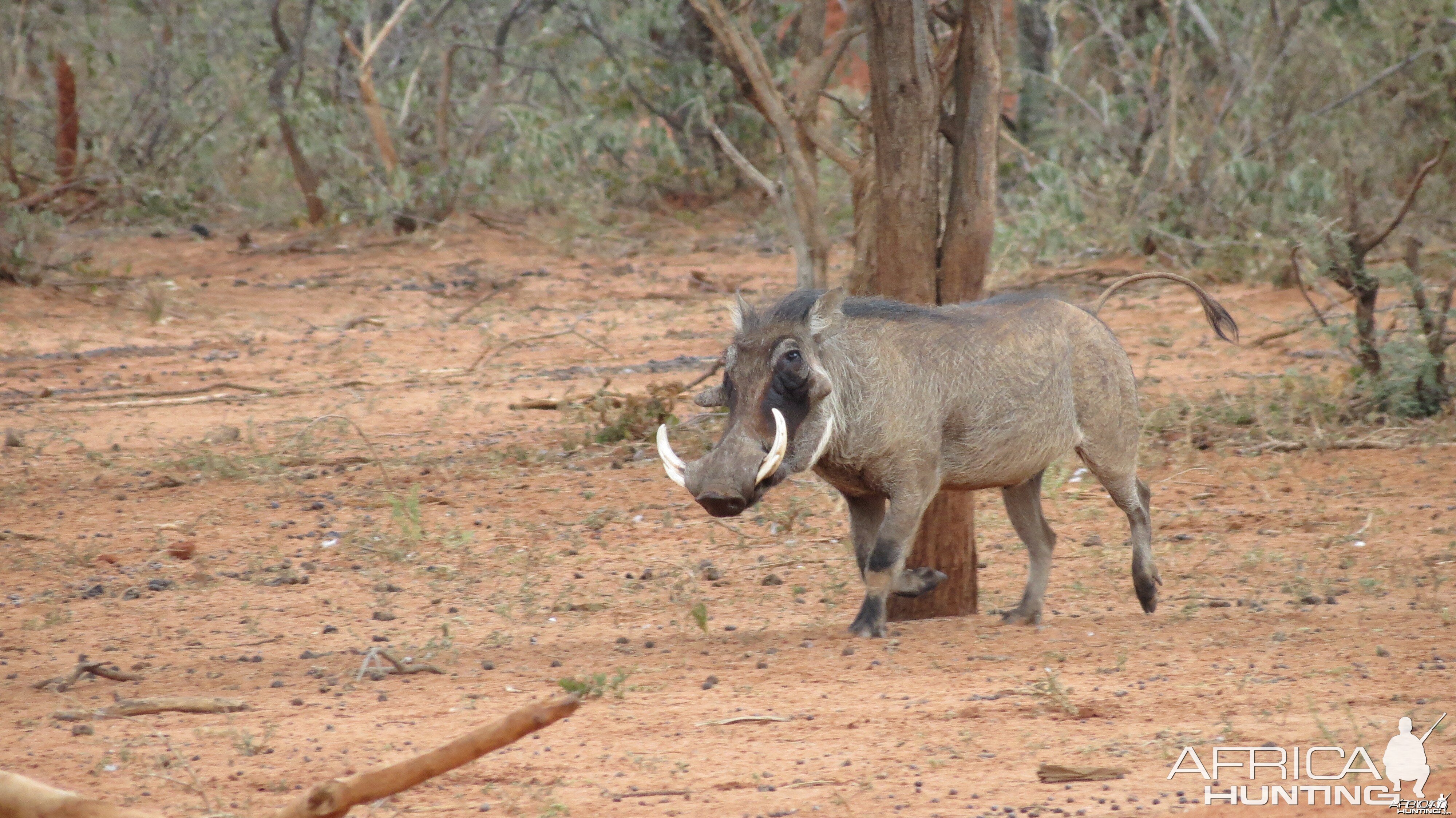 Warthog Namibia