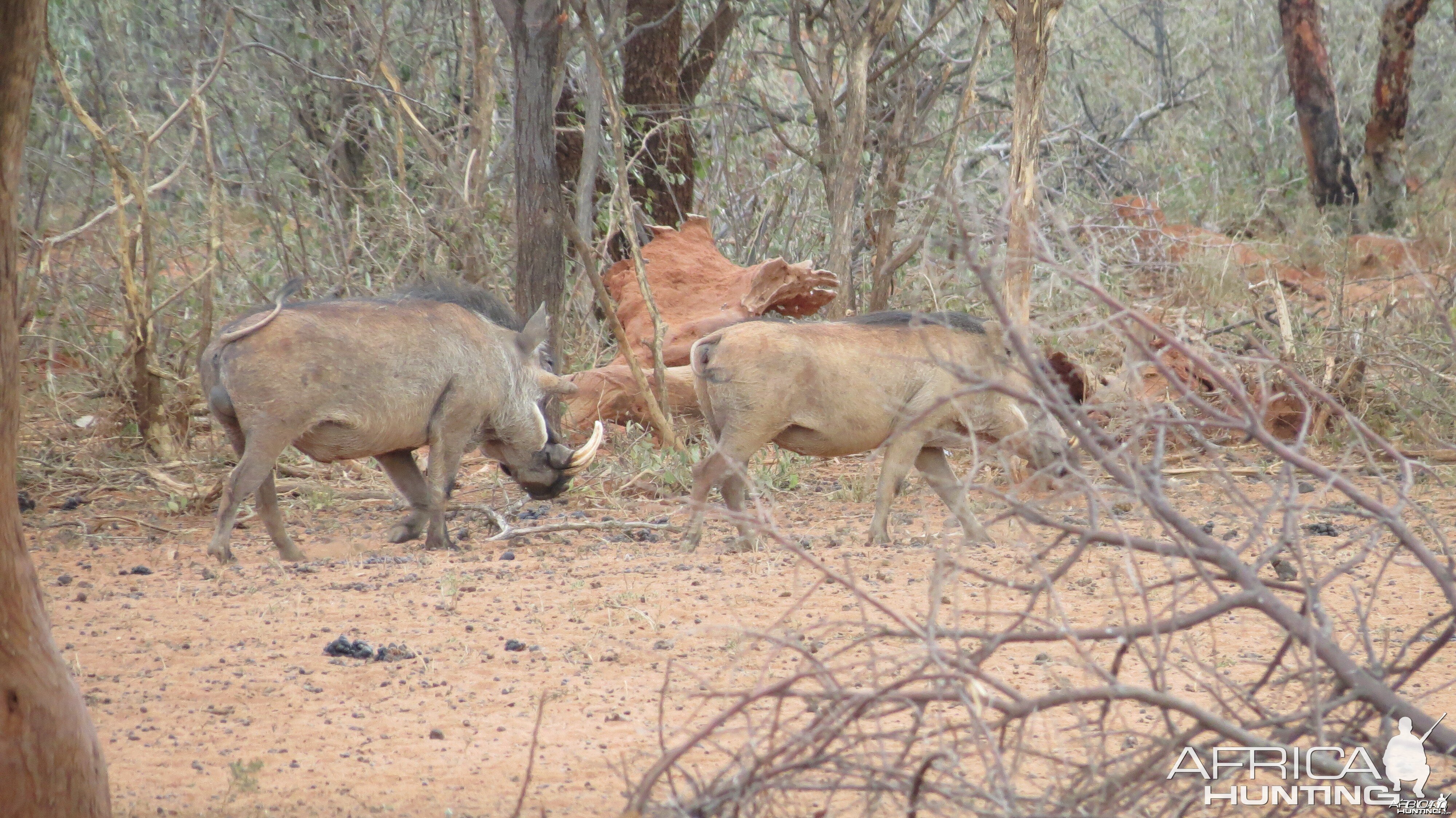 Warthog Namibia