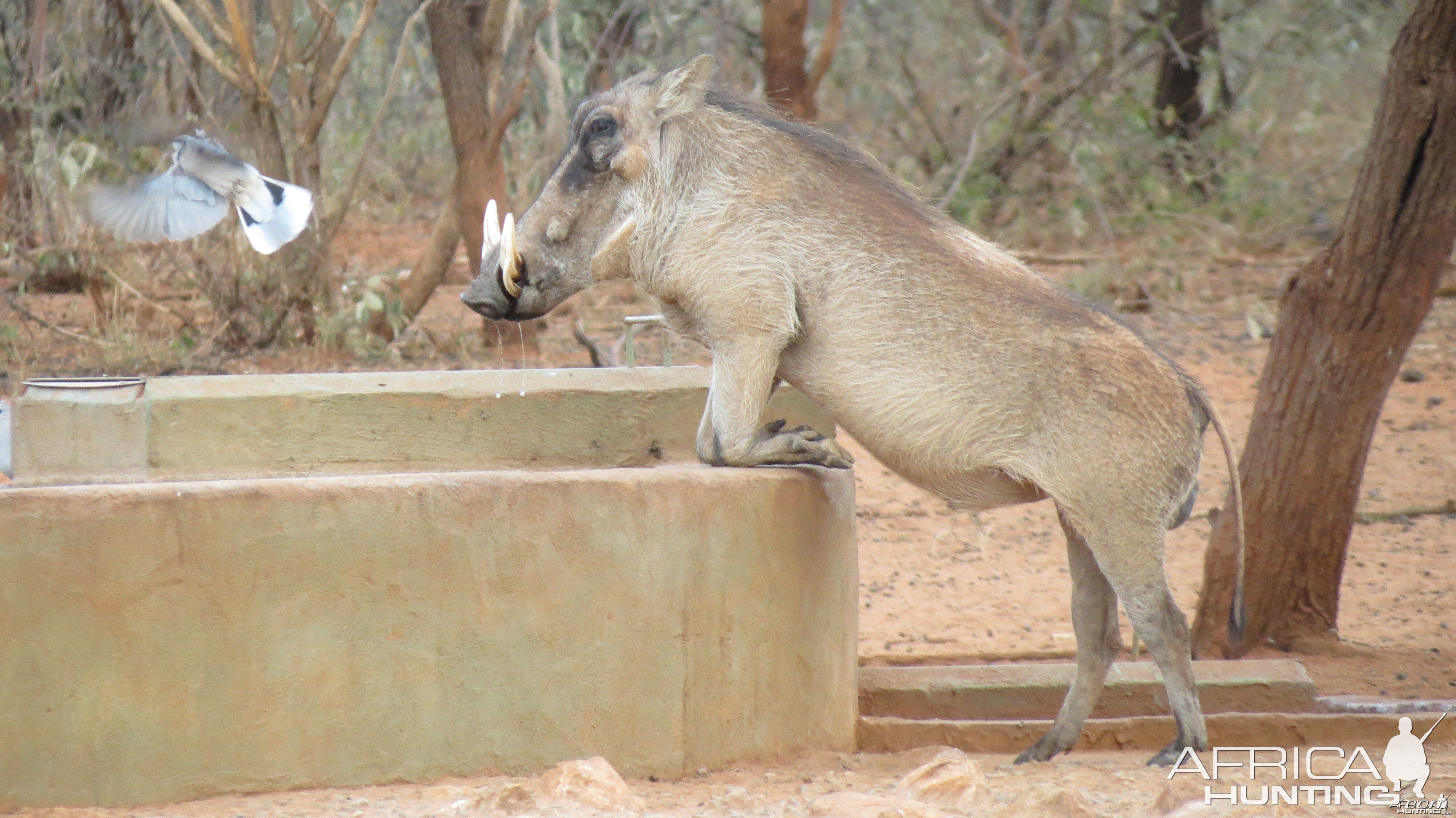 Warthog Namibia