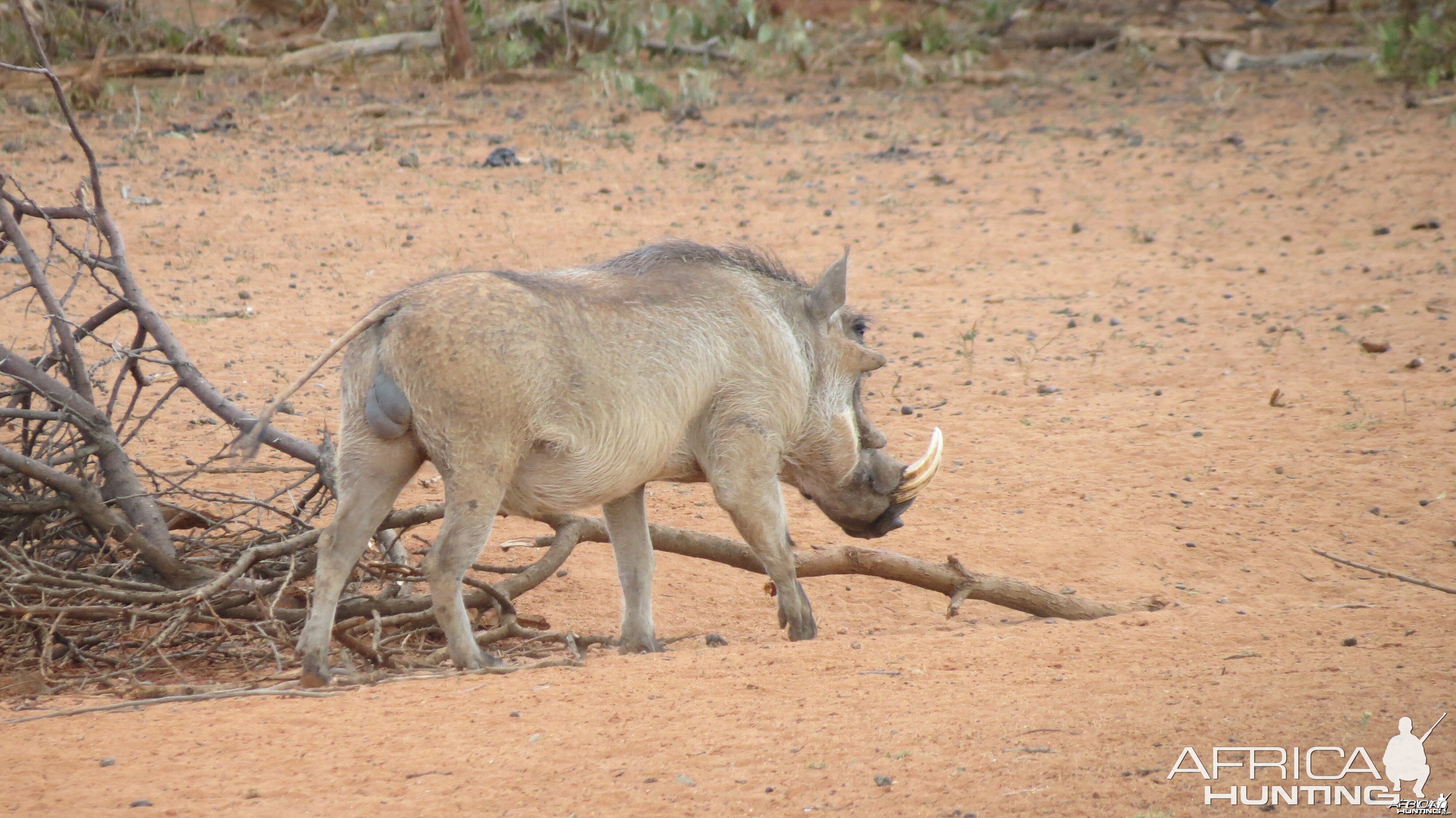 Warthog Namibia