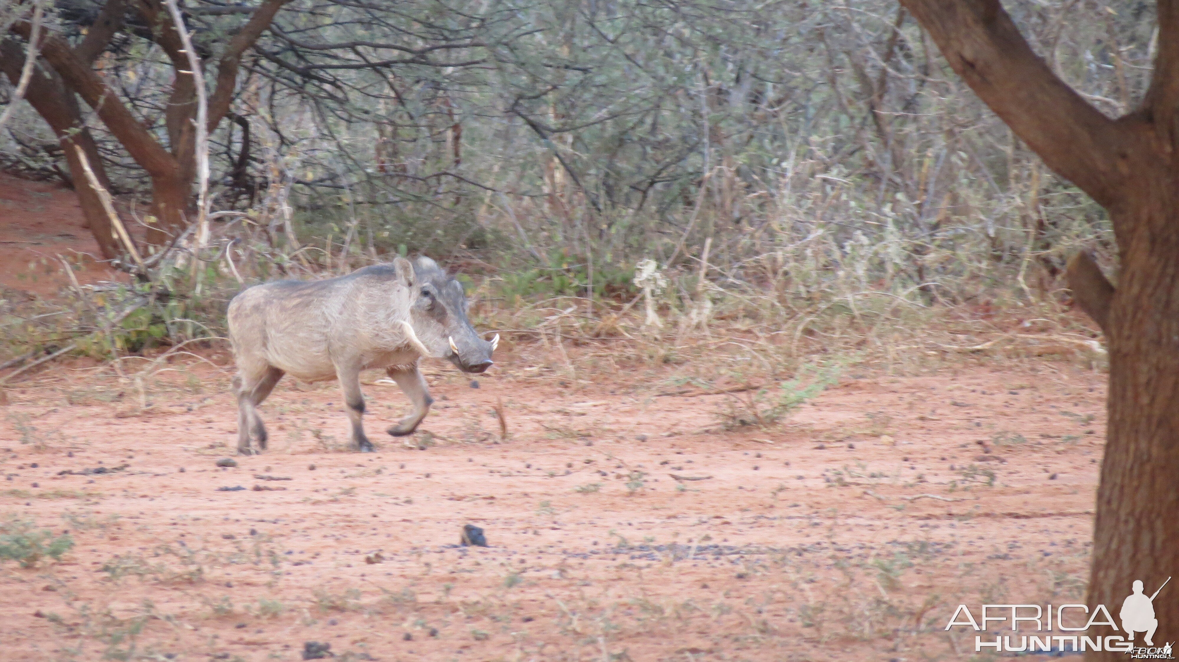 Warthog Namibia