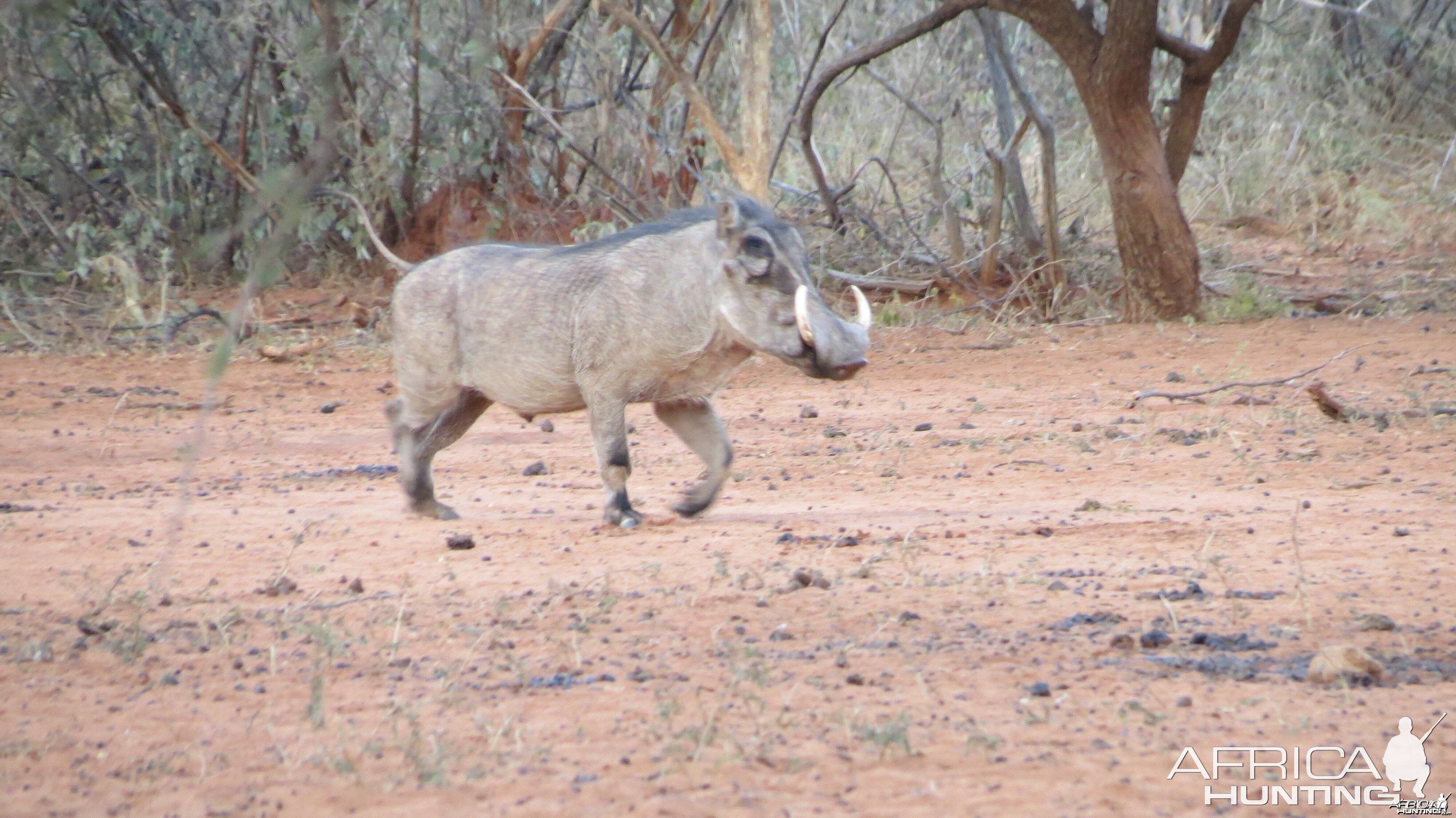 Warthog Namibia