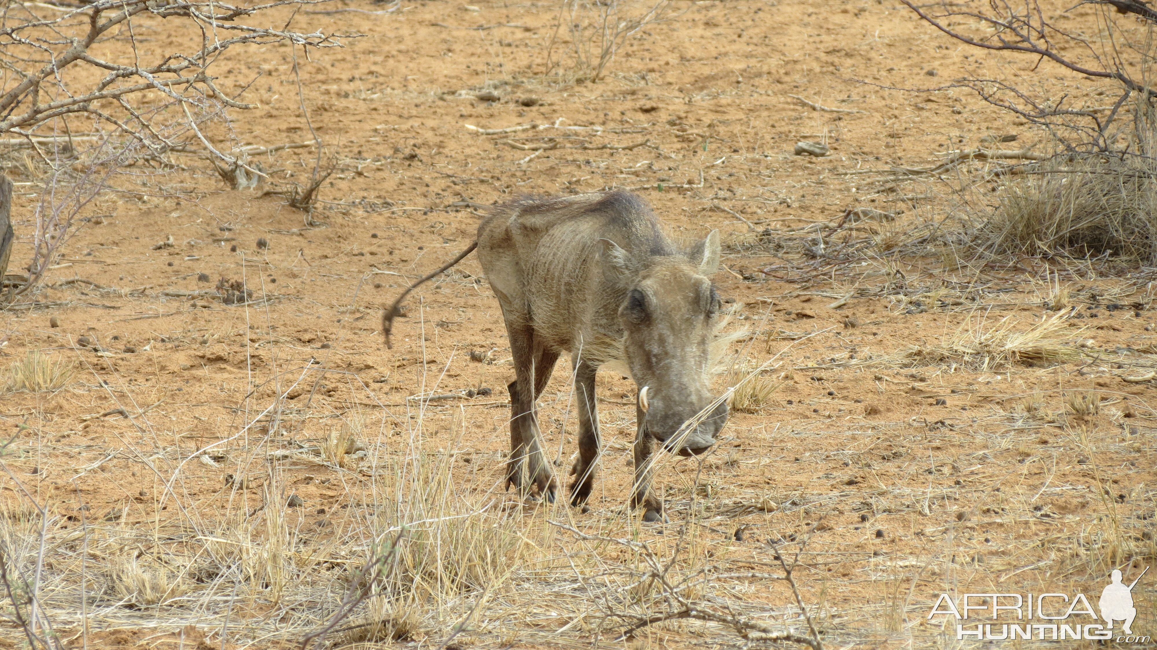 Warthog Namibia