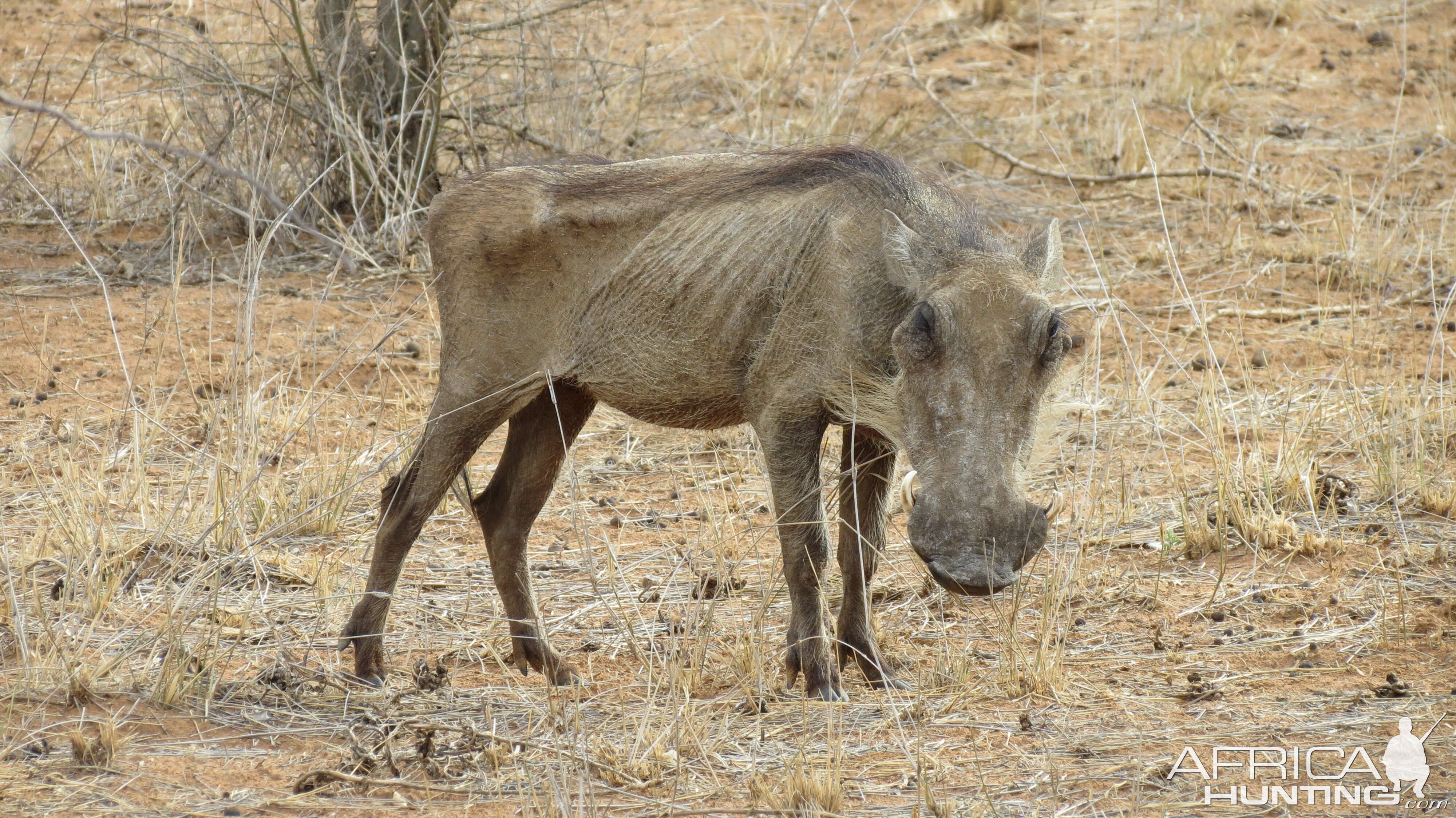 Warthog Namibia