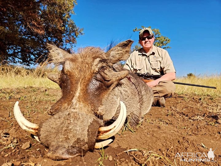 Warthog North West Province South Africa