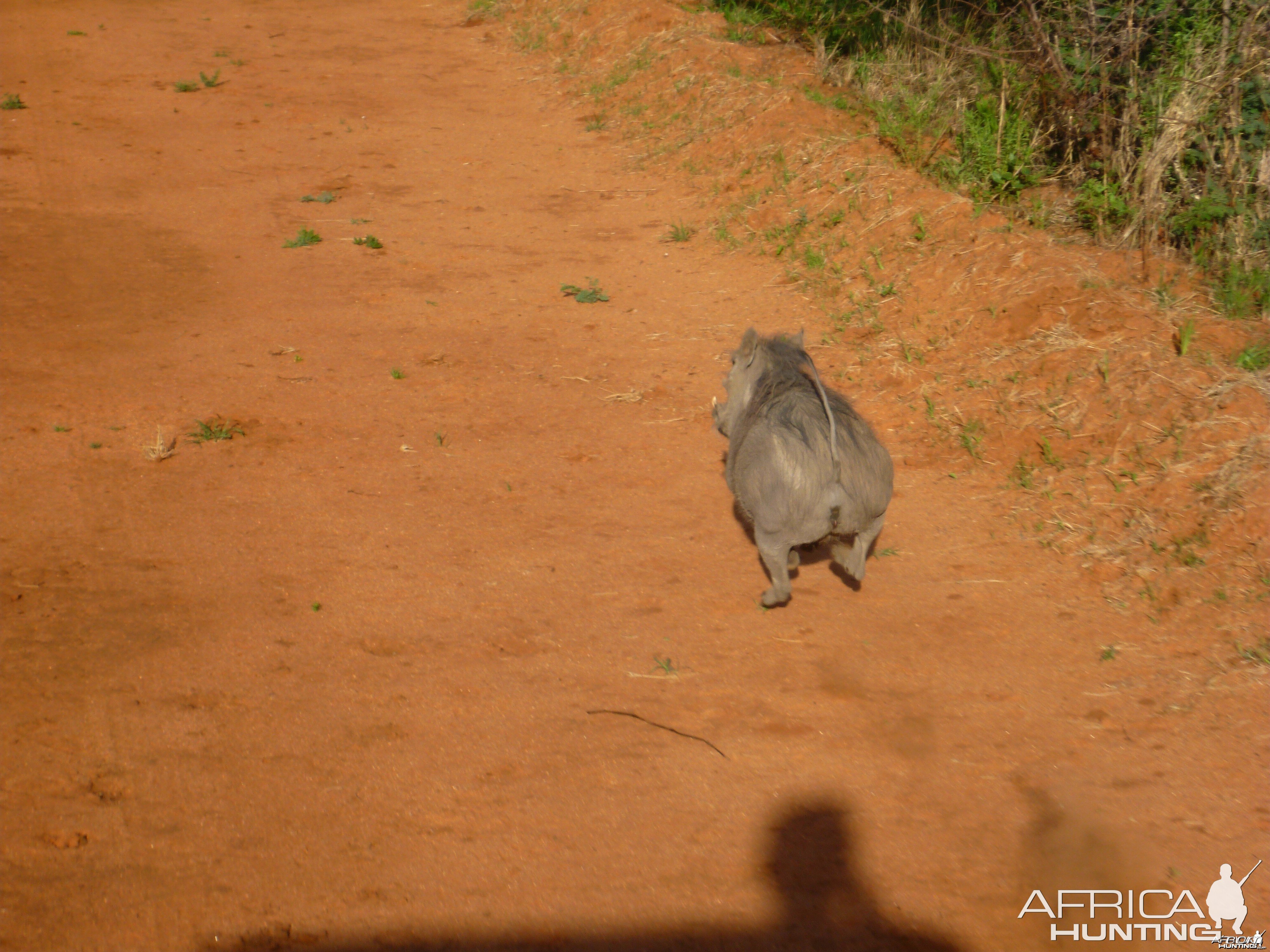 Warthog on the run... Namibia