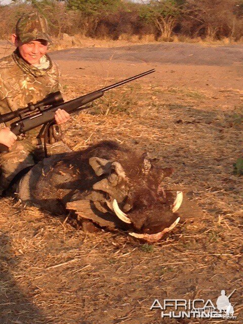 Warthog. Second day of hunting shot a 6 inch warthog.