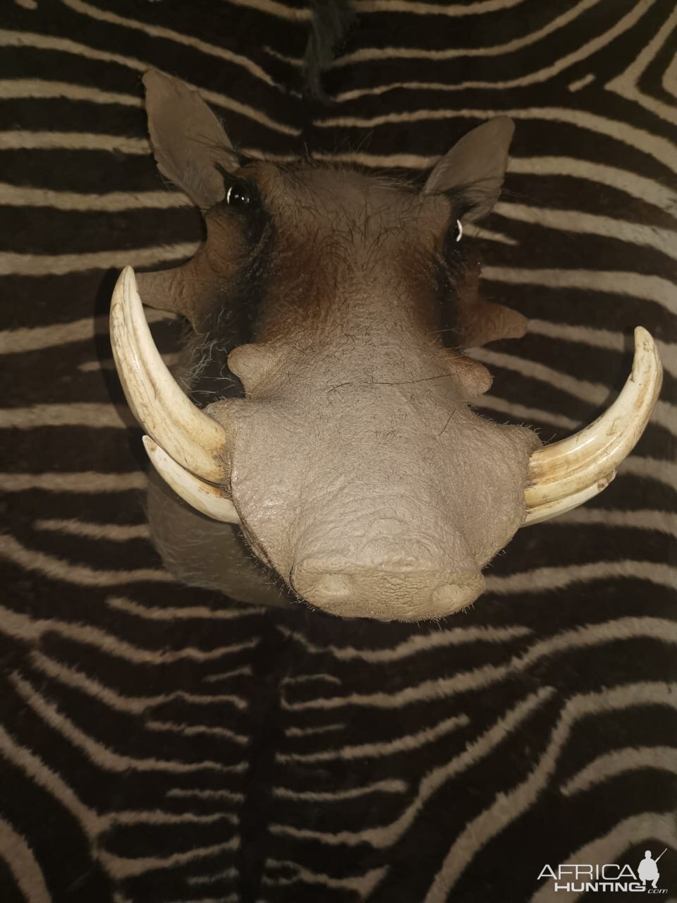 Warthog Shoulder Mount Taxidermy