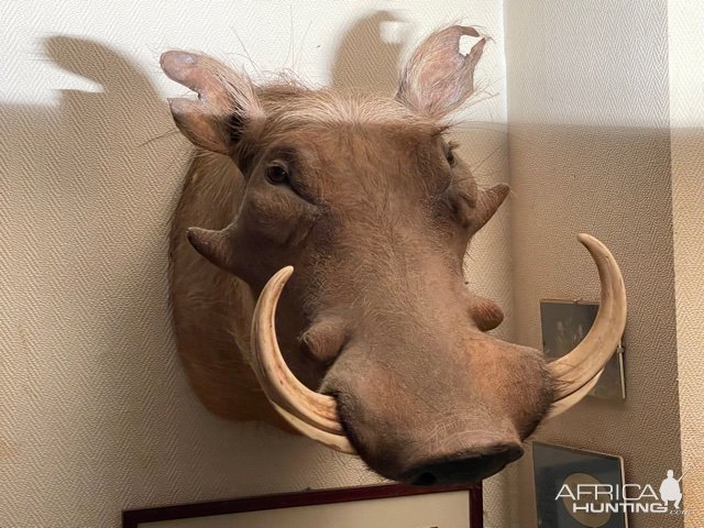 Warthog Shoulder Mount Taxidermy