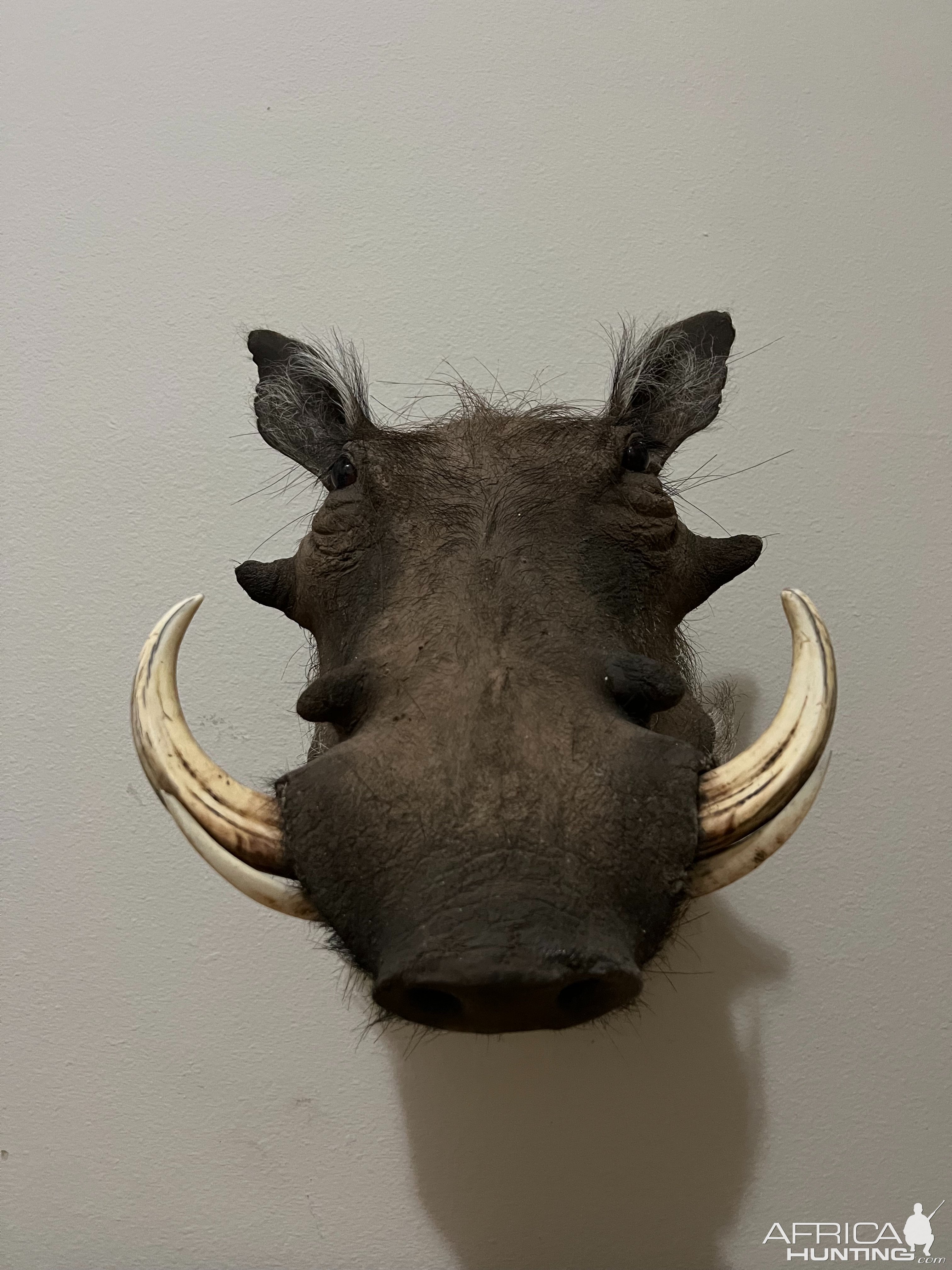 Warthog Shoulder Mount Taxidermy