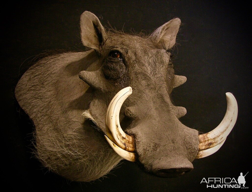 Warthog Shoulder Mount Taxidermy