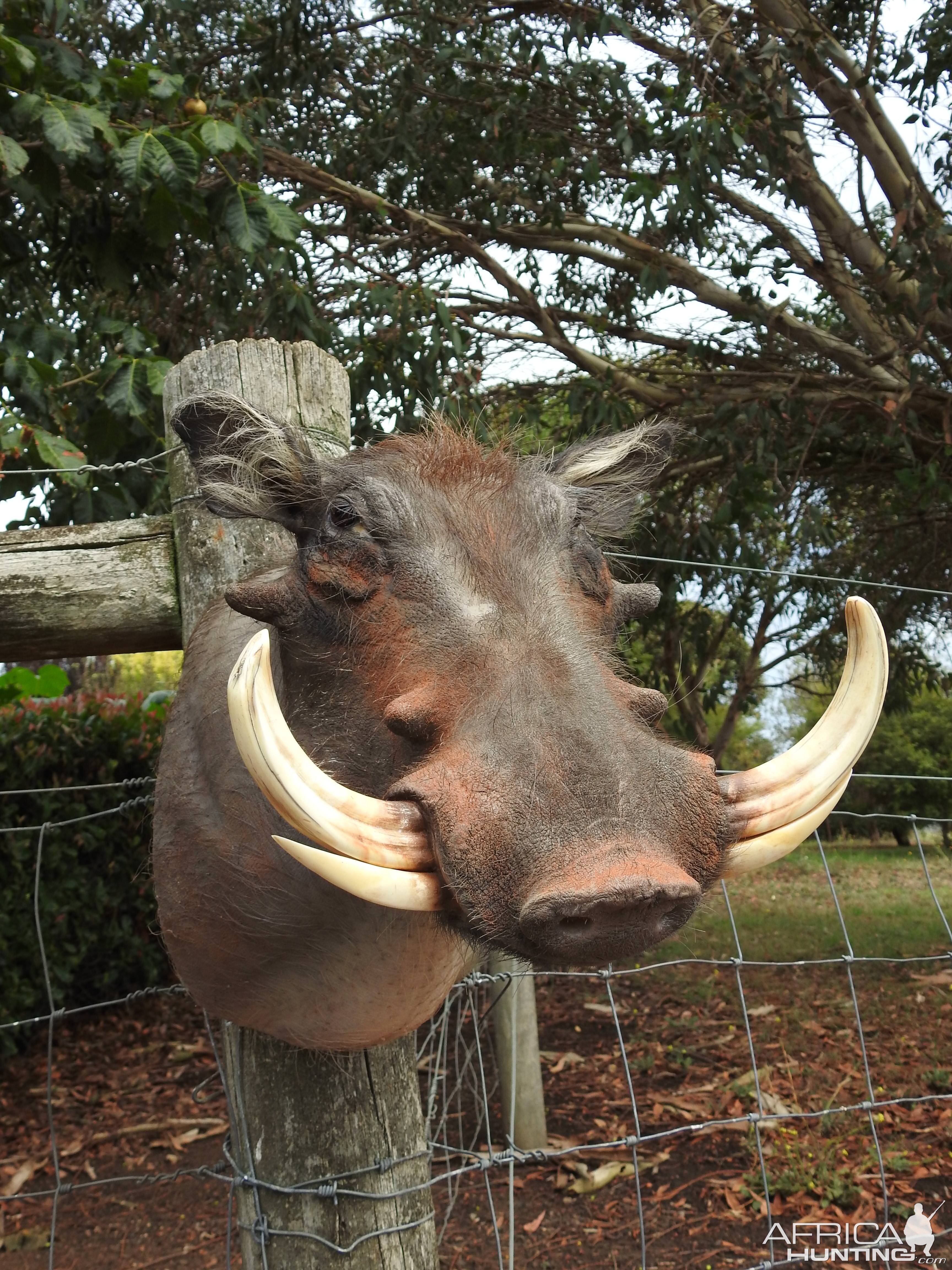 Warthog Shoulder Mount Taxidermy