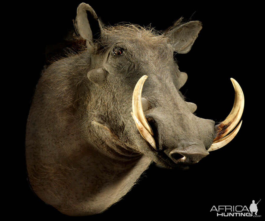 Warthog Shoulder Mount Taxidermy