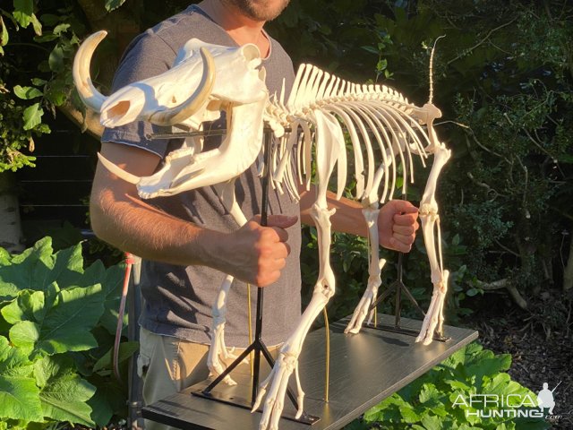 Warthog Skeleton