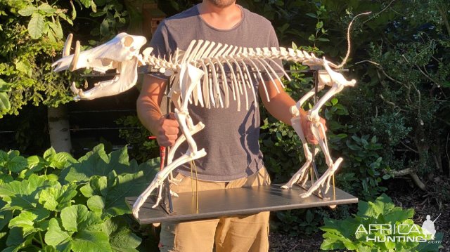 Warthog Skeleton