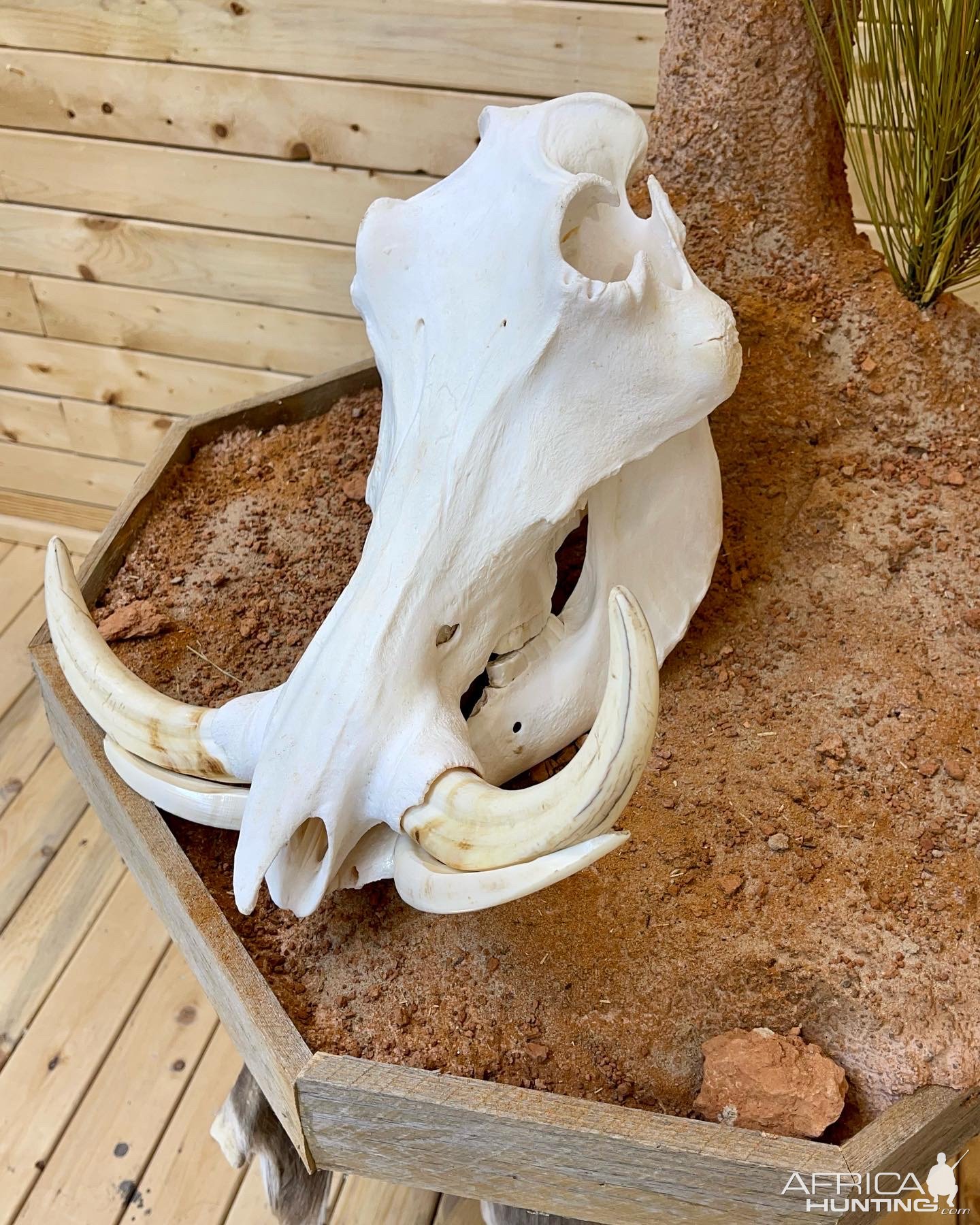 Warthog Skull Taxidermy