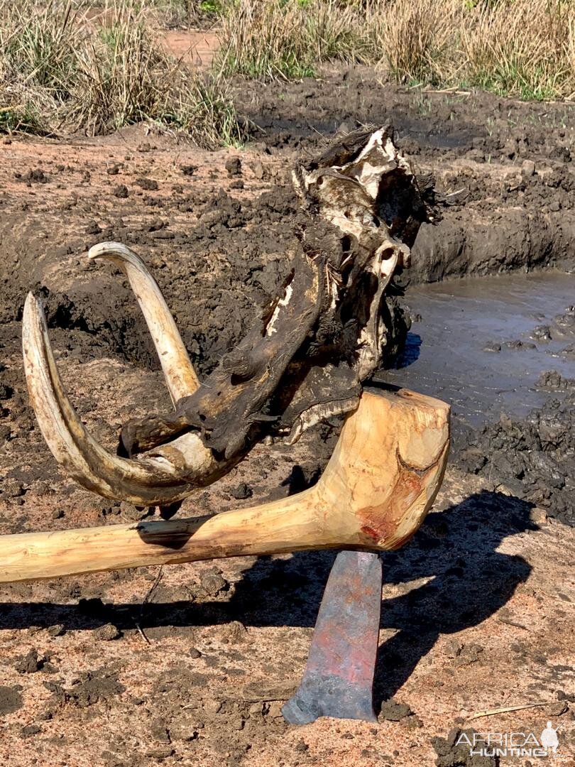 Warthog Skull