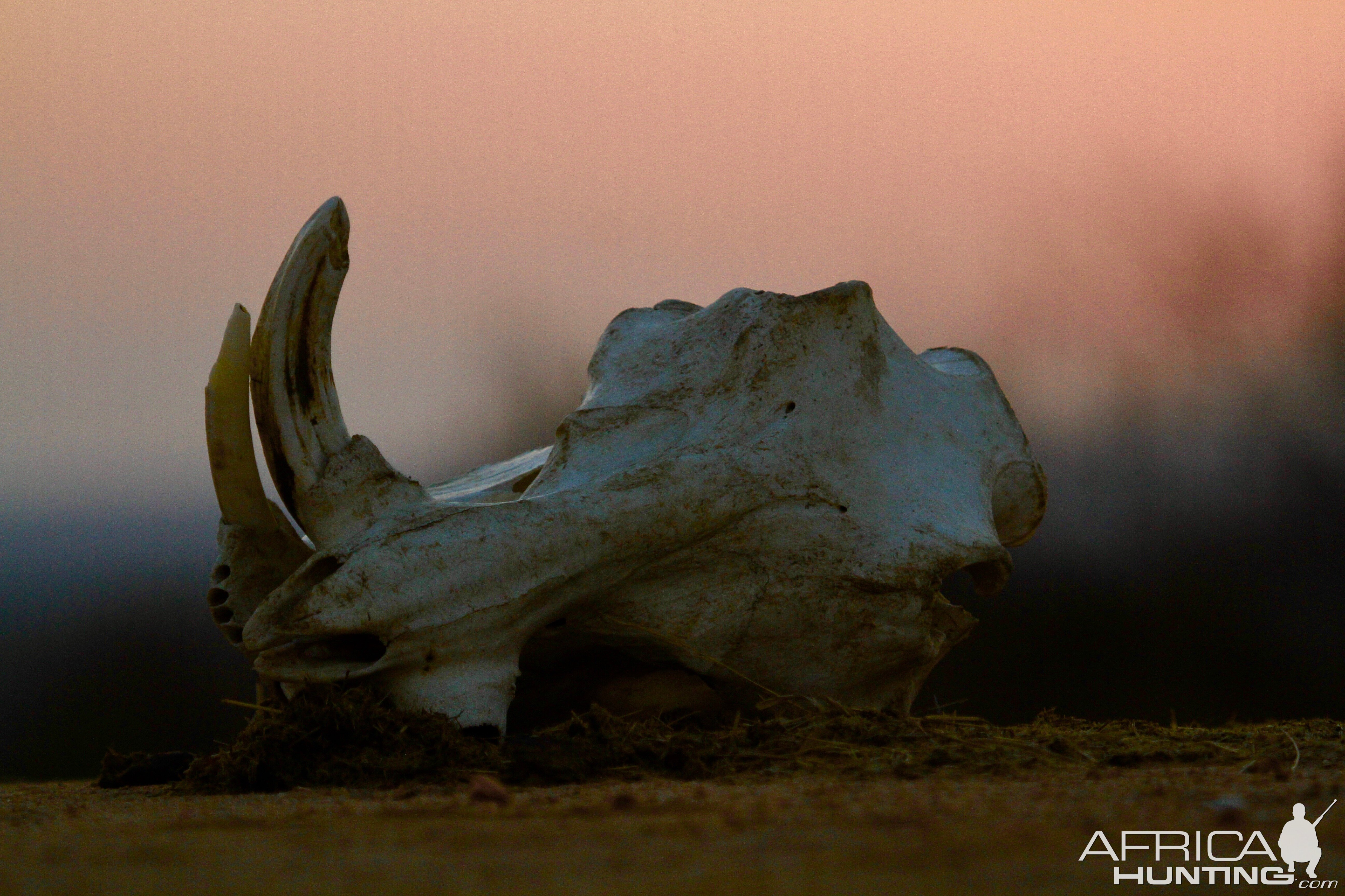 Warthog Skull