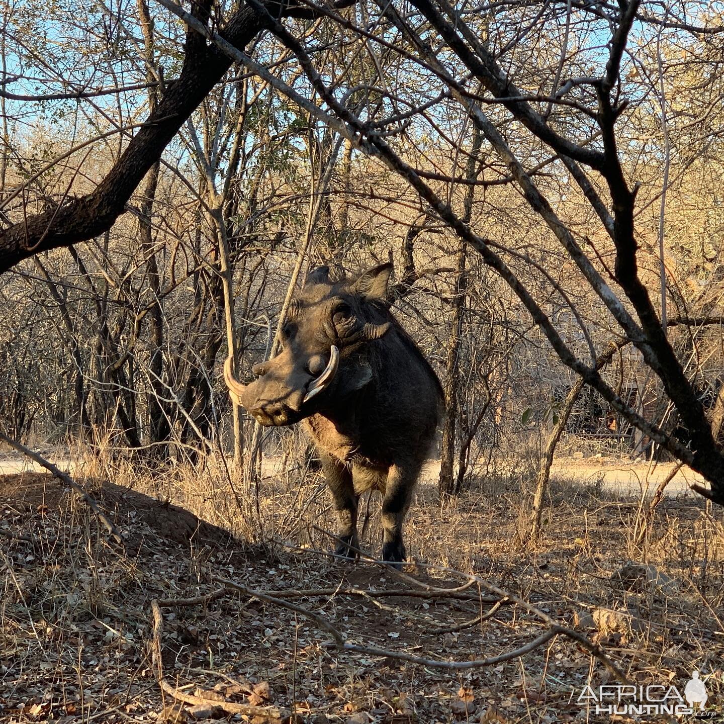 Warthog South Africa