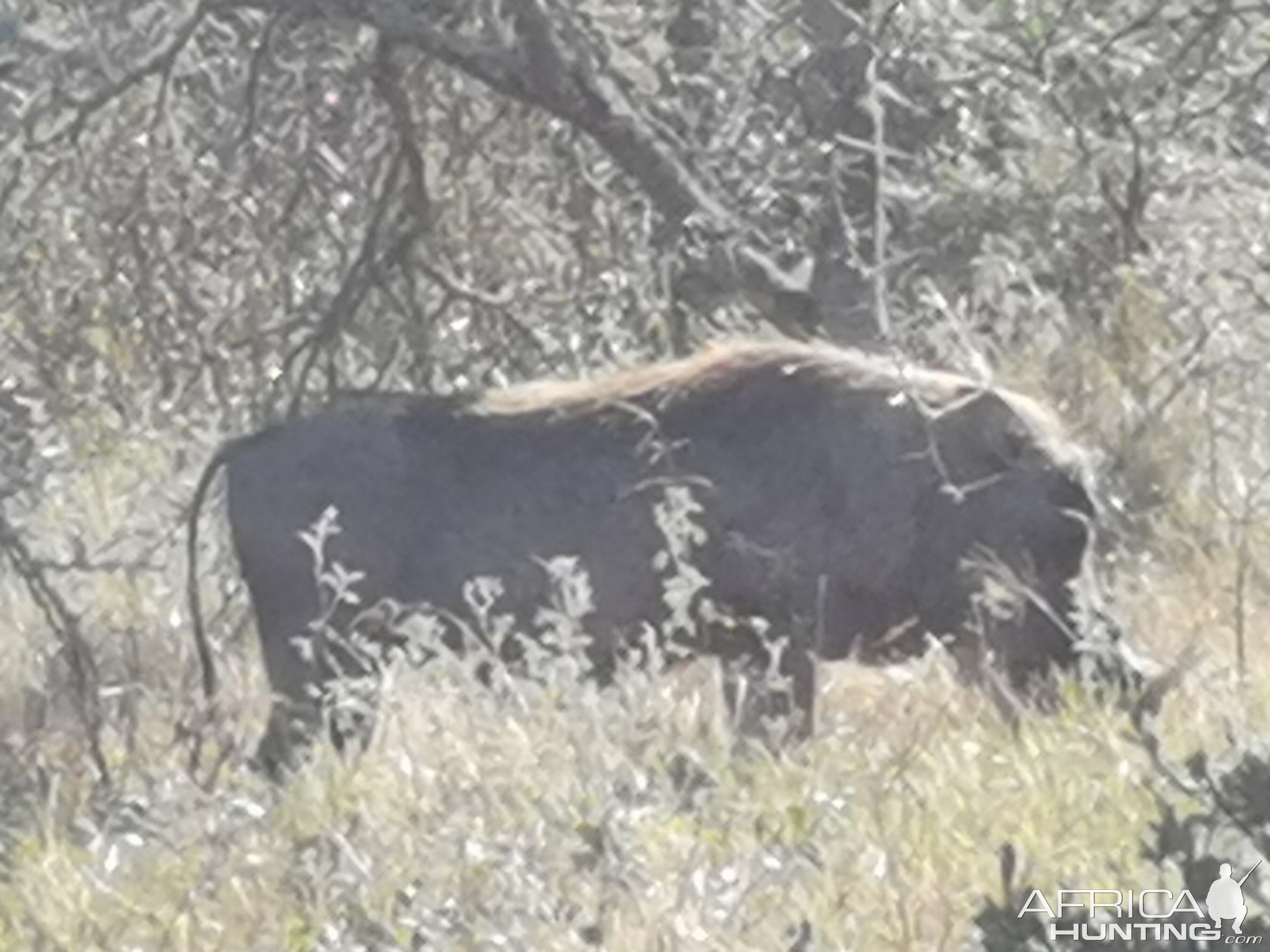 Warthog South Africa