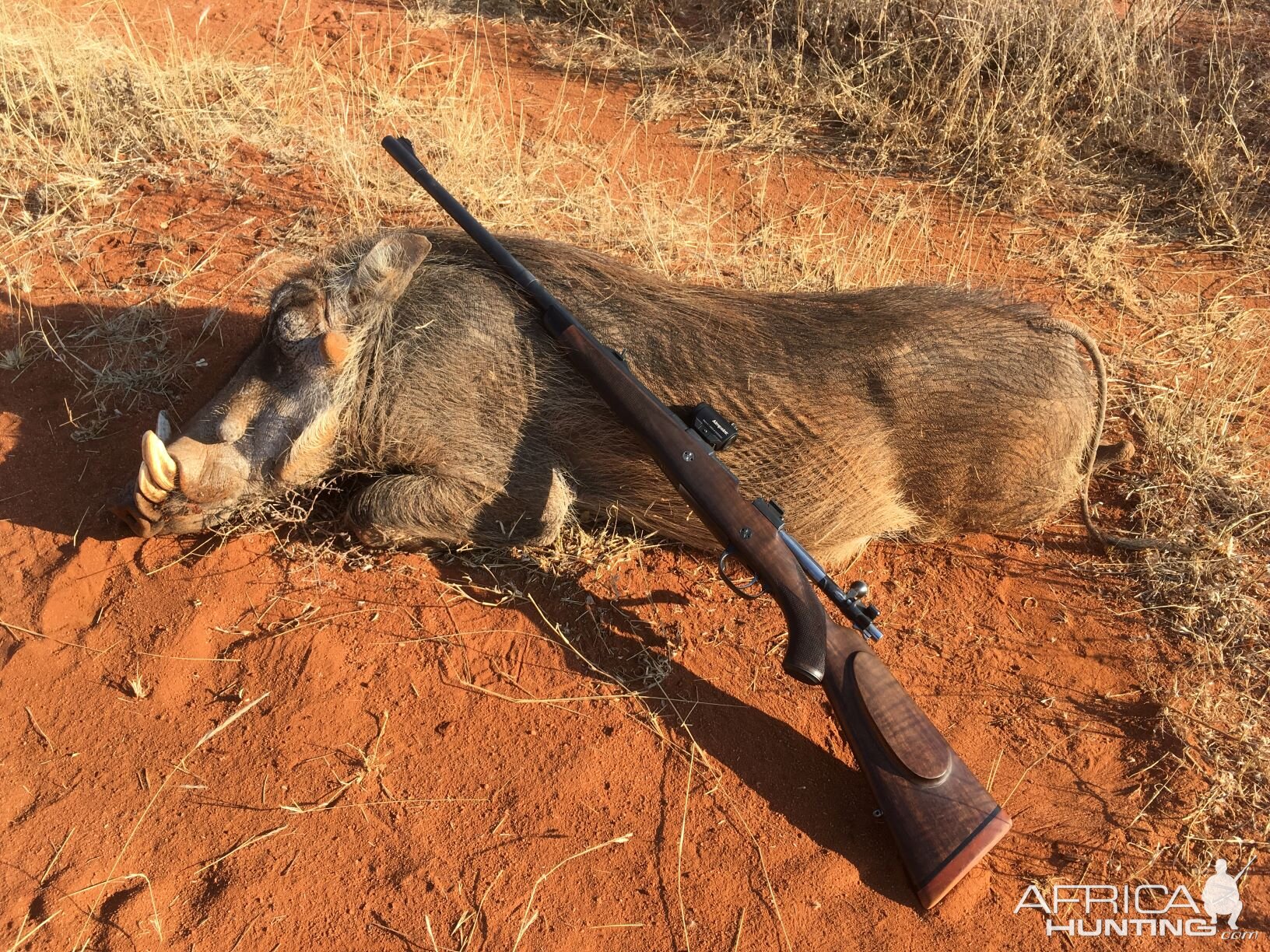 Warthog South Africa