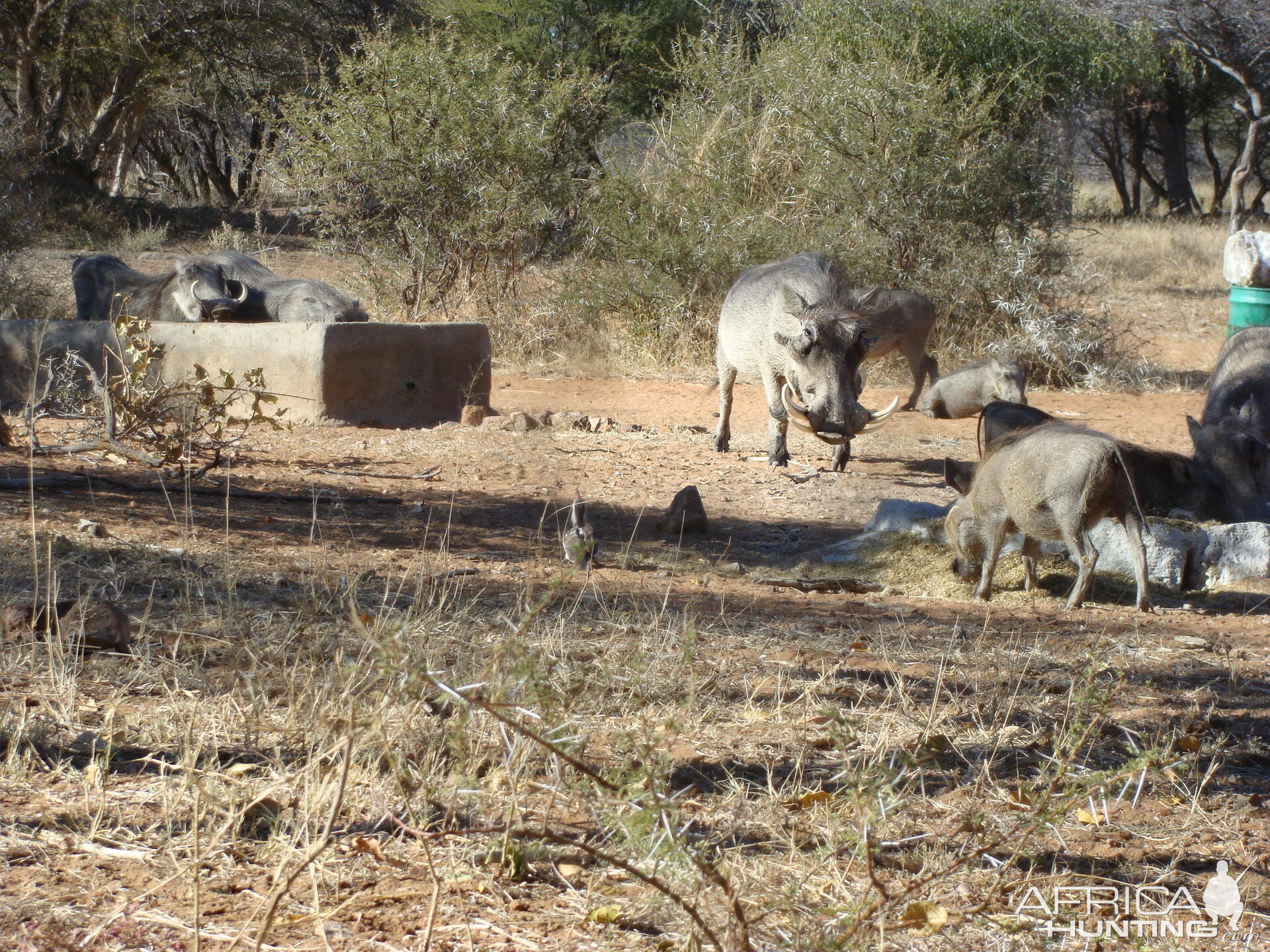 Warthog South Africa