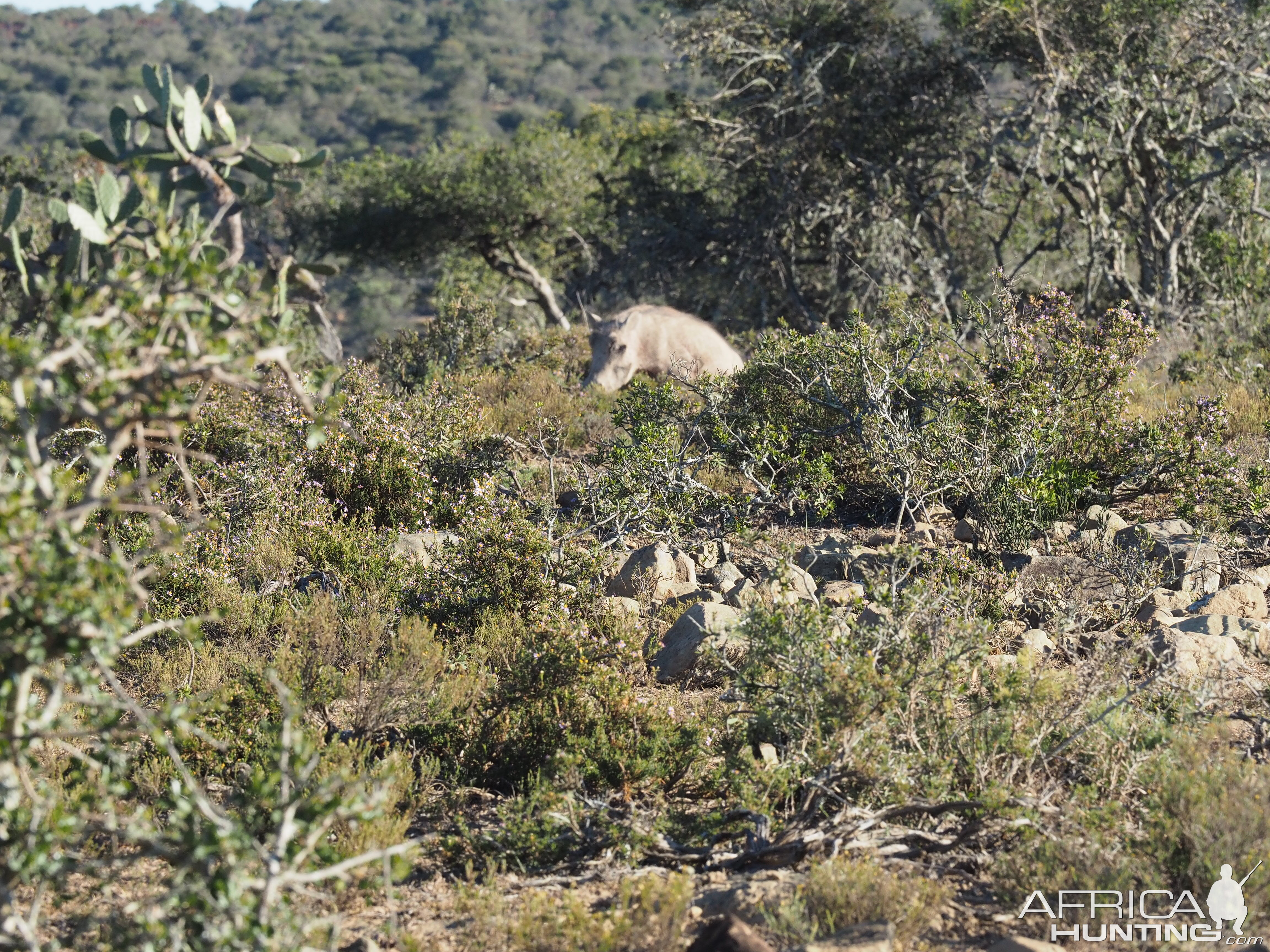 Warthog South Africa