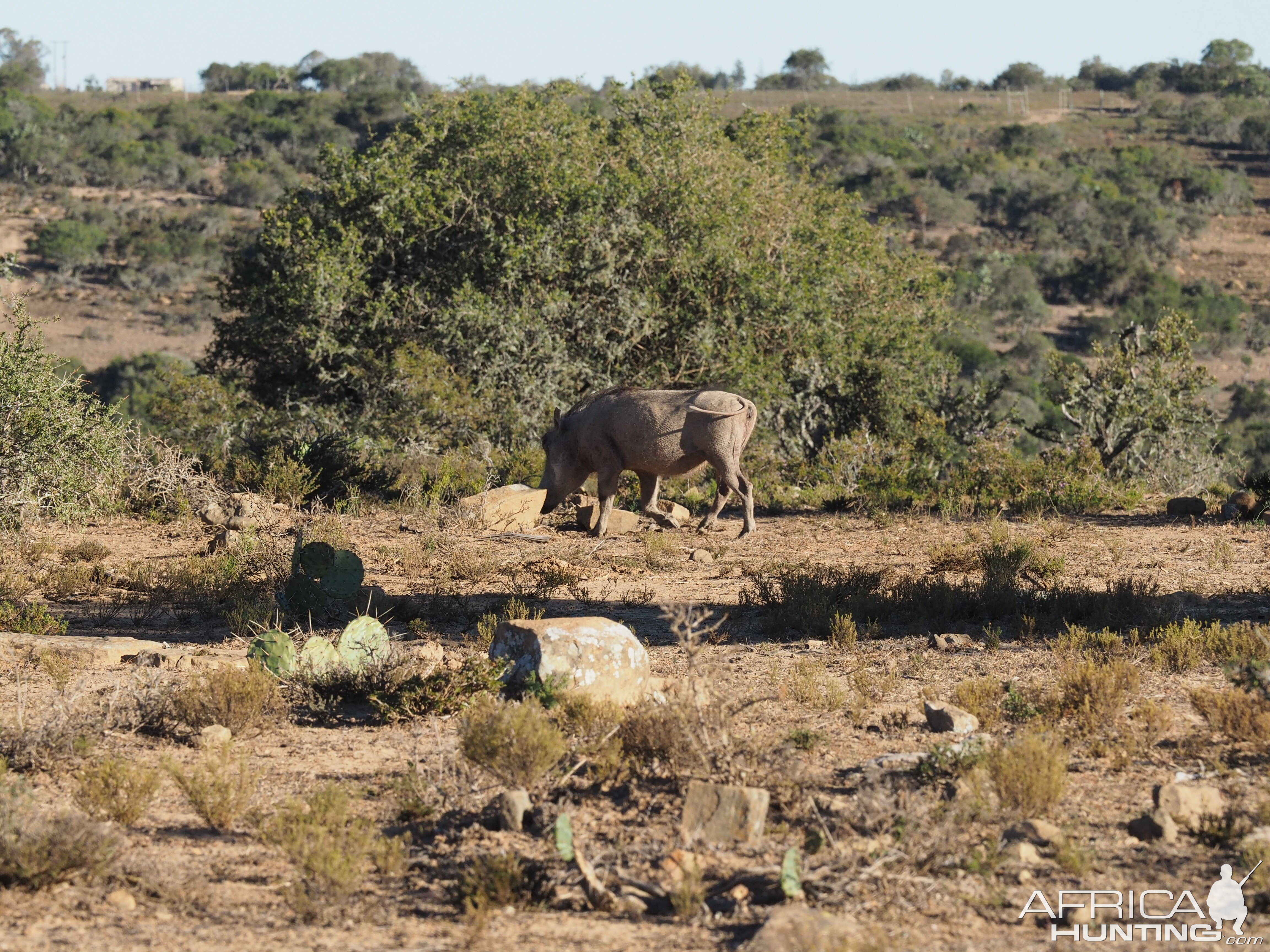 Warthog South Africa