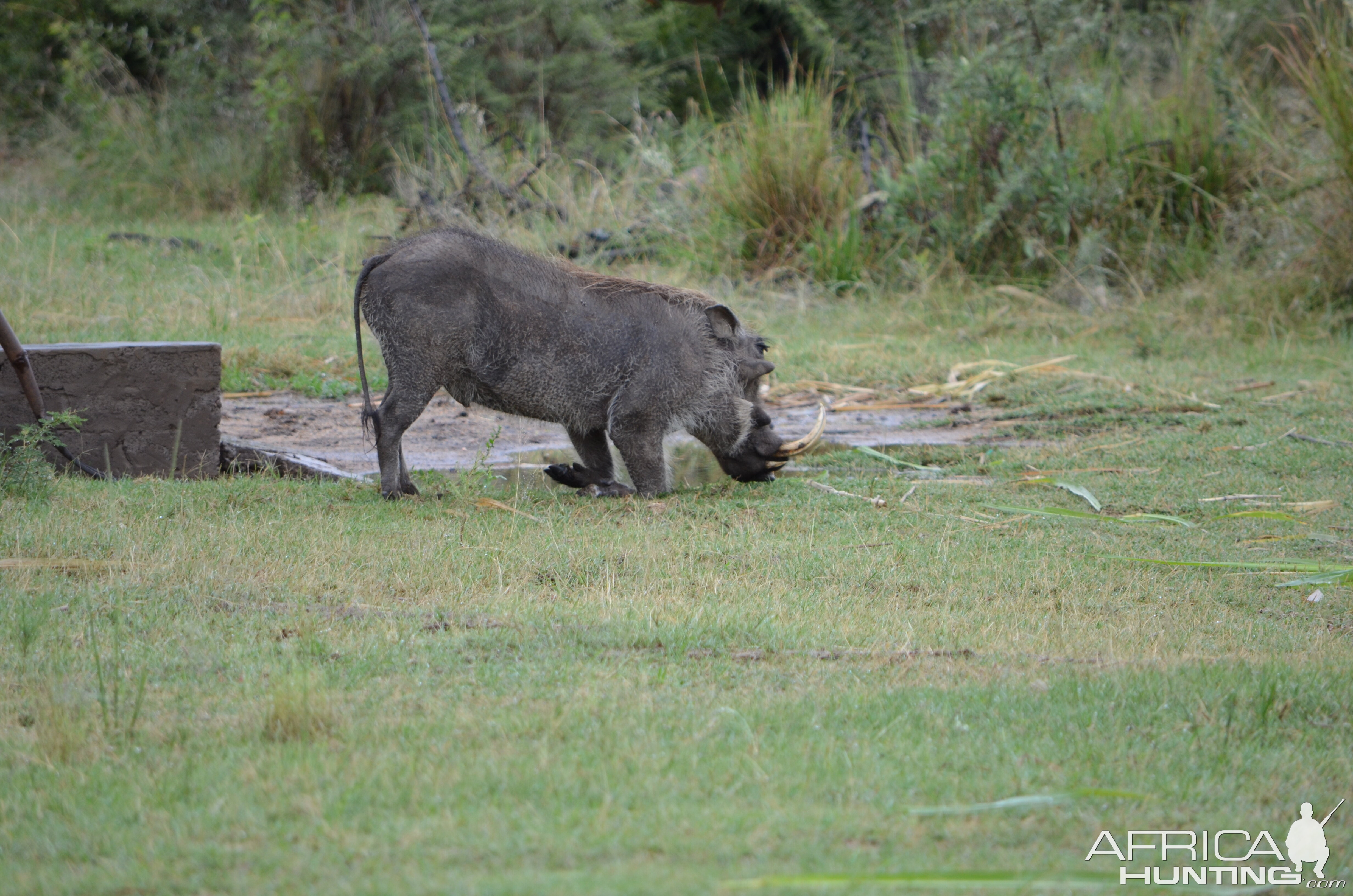 Warthog South Africa