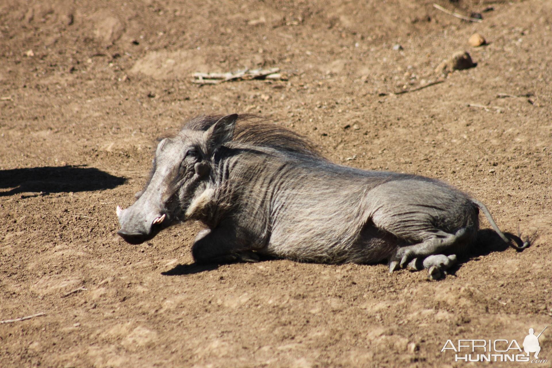 Warthog South Africa