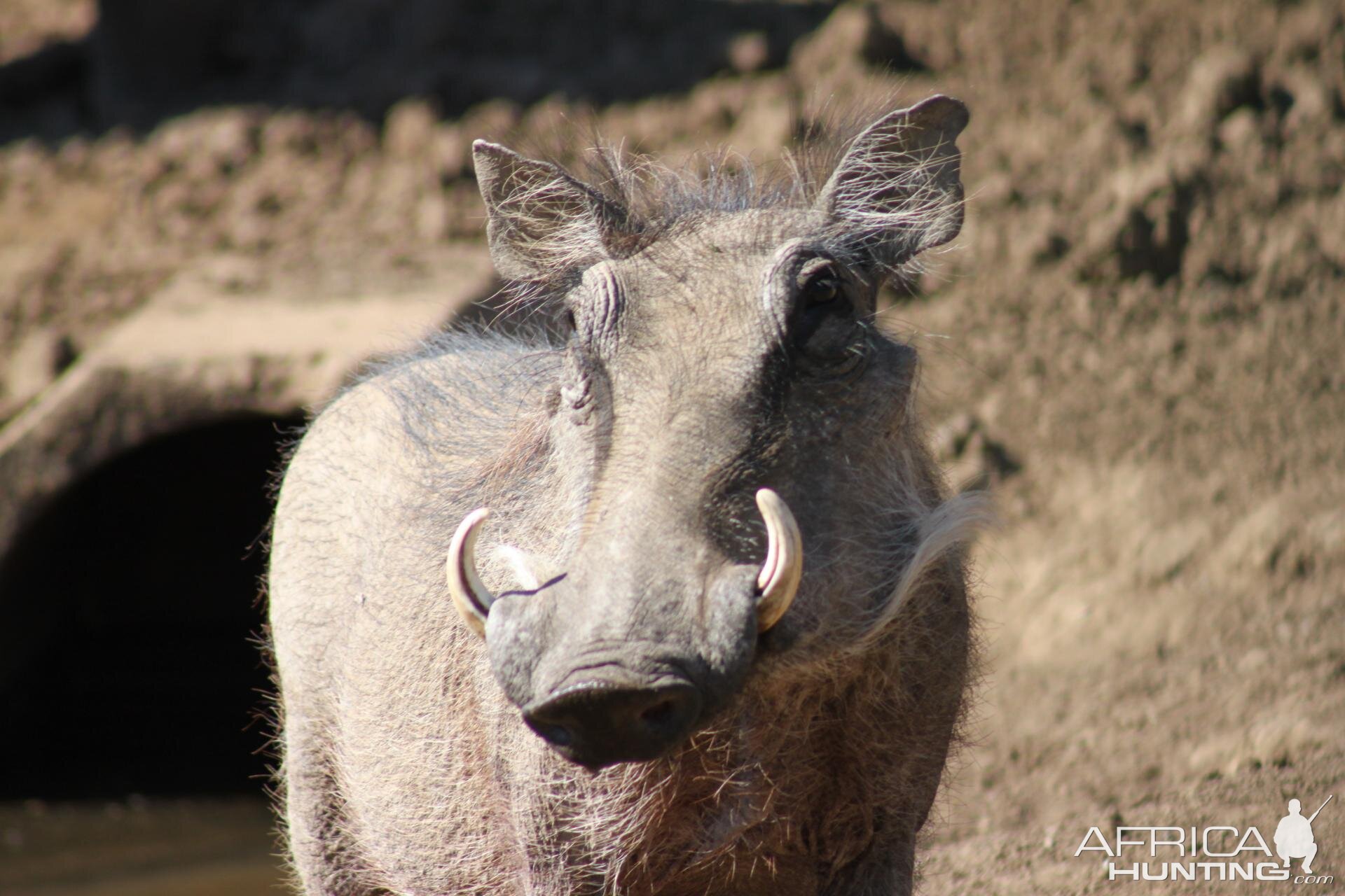 Warthog South Africa