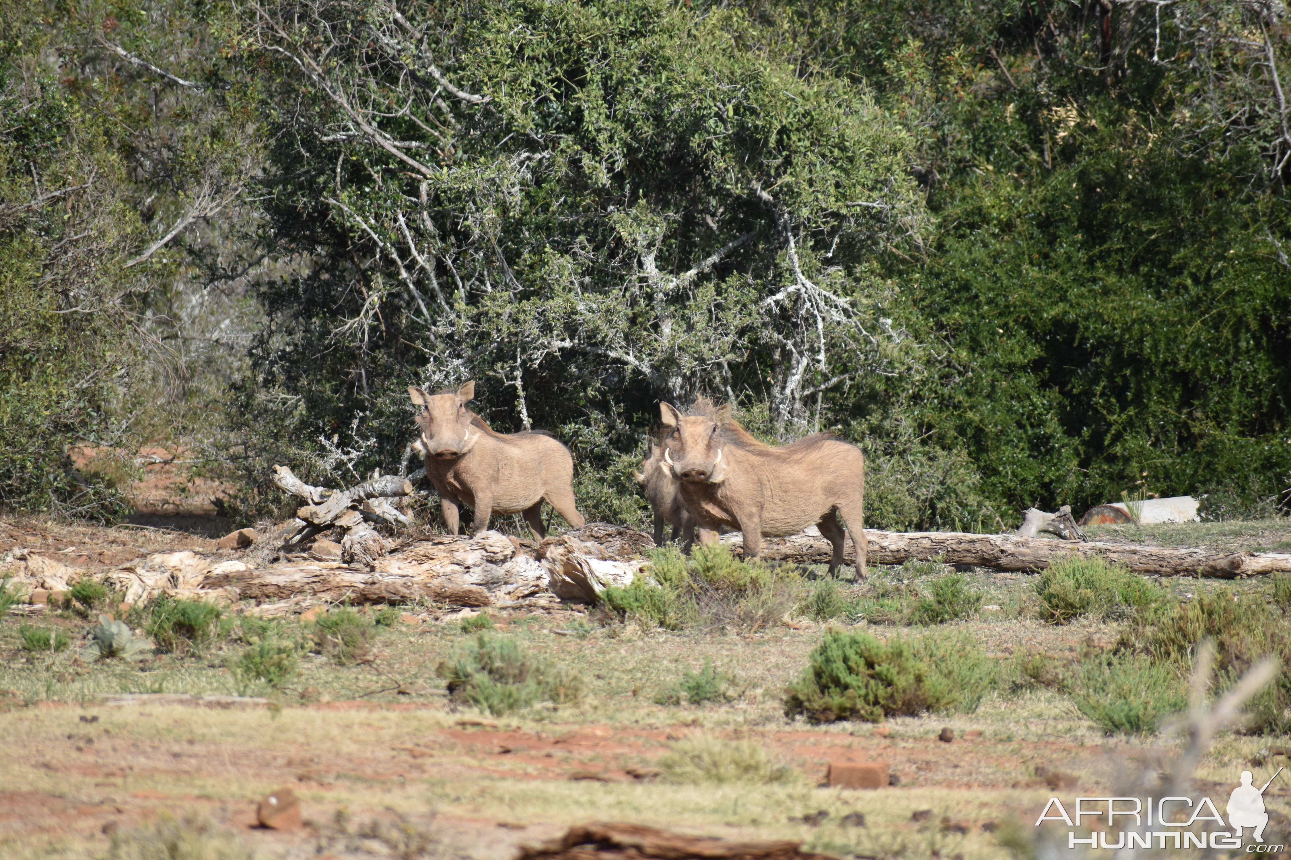 Warthog South Africa