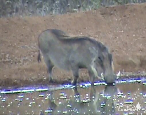 Warthog South Africa