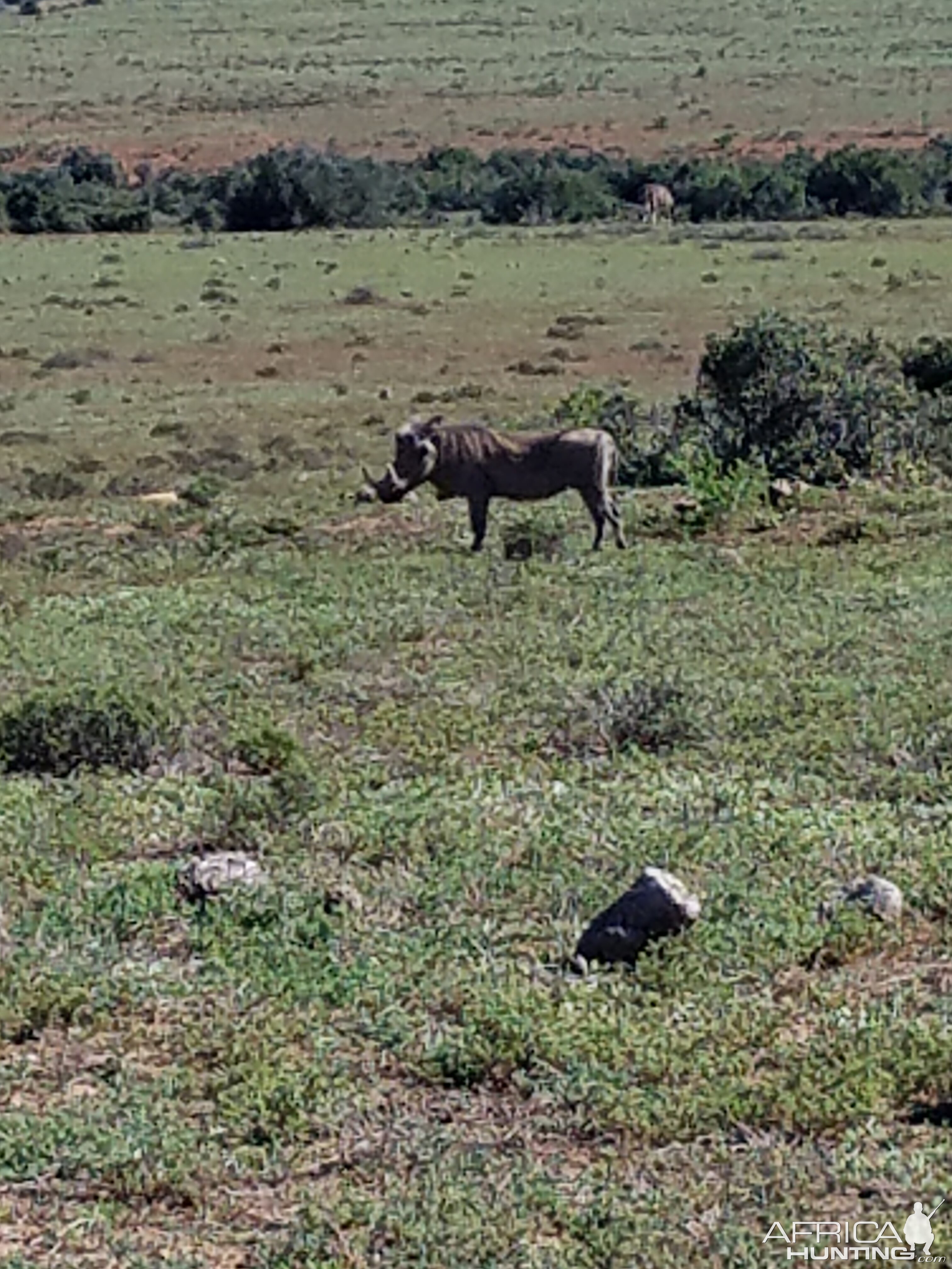 Warthog South Africa