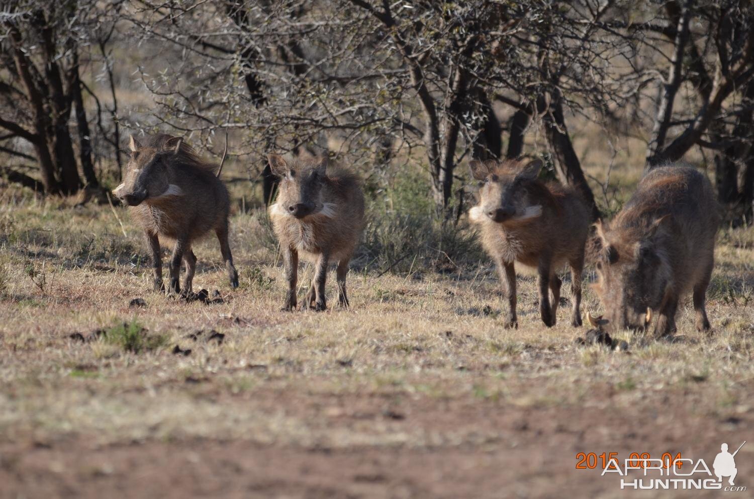 Warthog South Africa