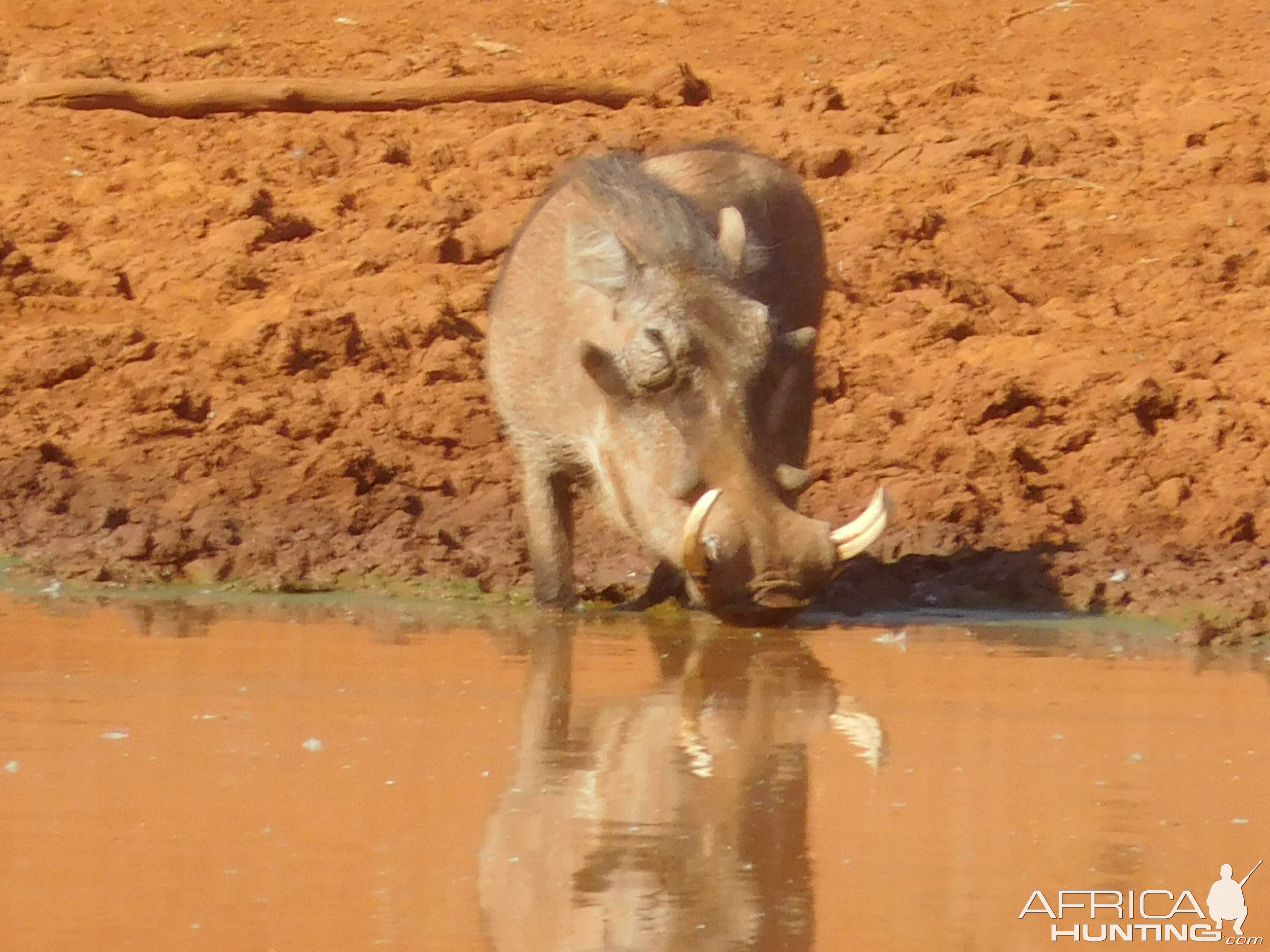 Warthog South Africa