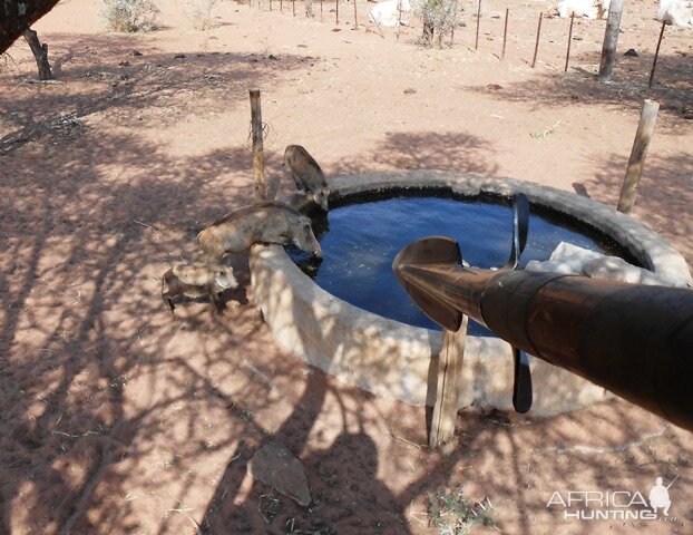 Warthog spear ambush...